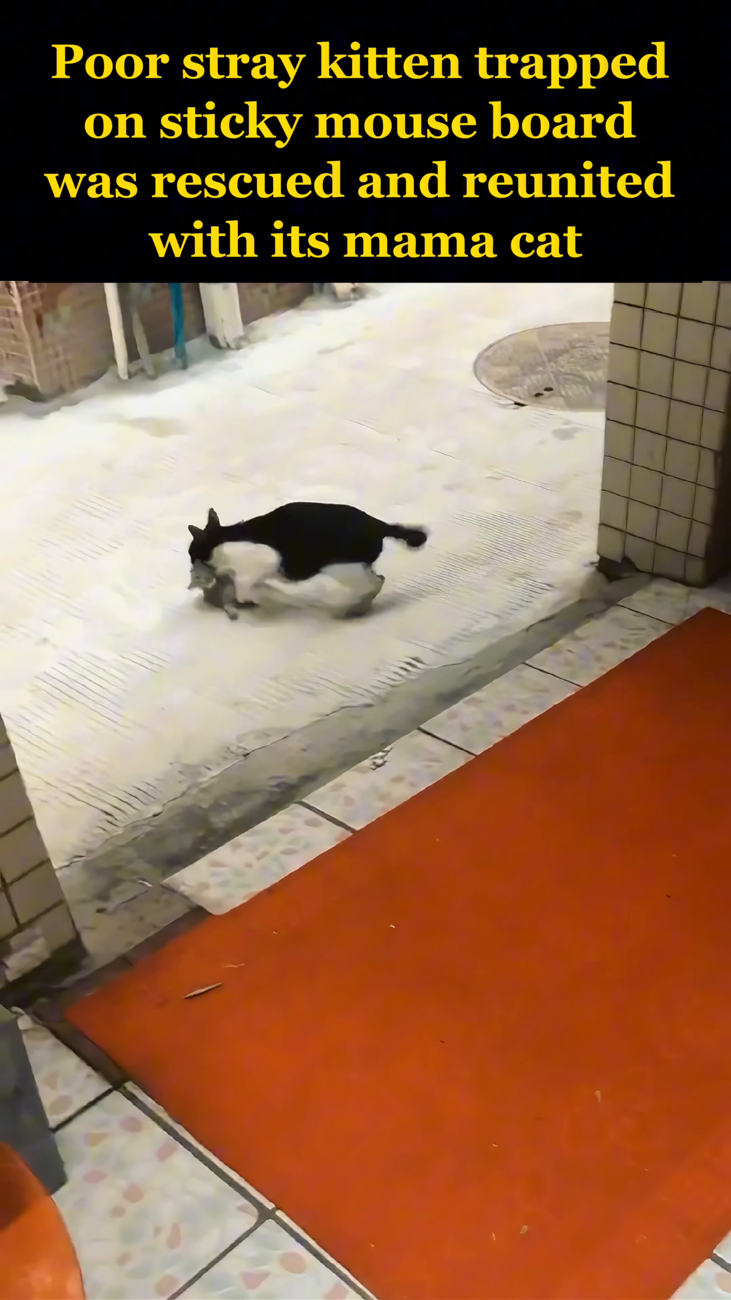 The mama cat gently picks up her kitten by the scruff of its neck, carrying it away.