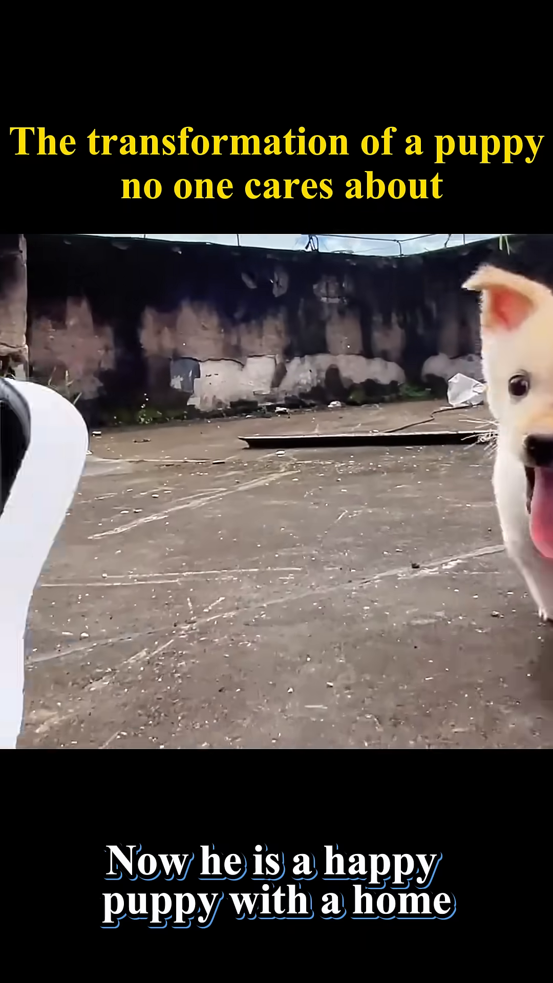 A healthy, happy puppy with bright eyes wags its tail, radiating joy and contentment.