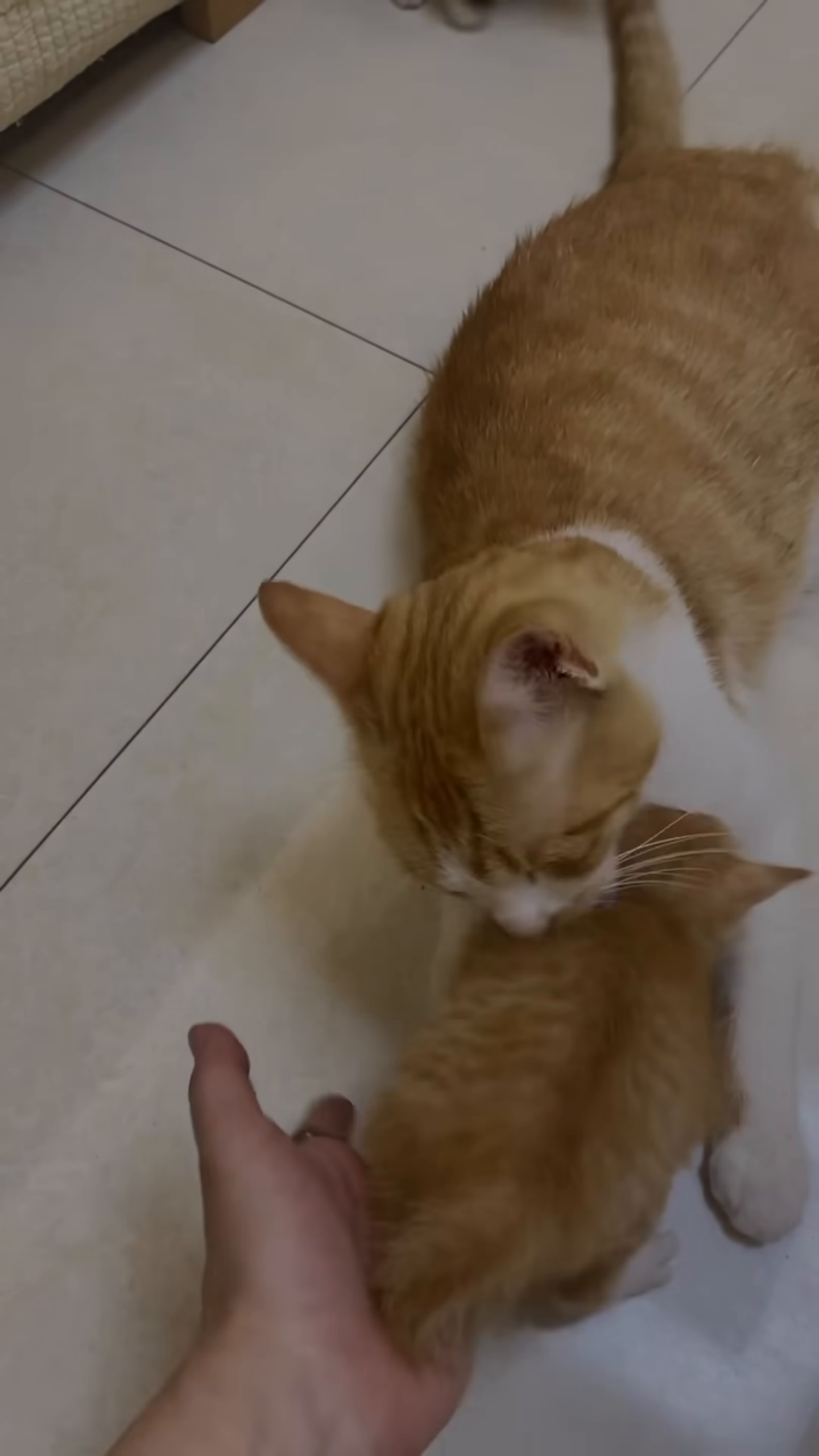The mama cat lies on the floor, surrounded by her playful and healthy kittens.