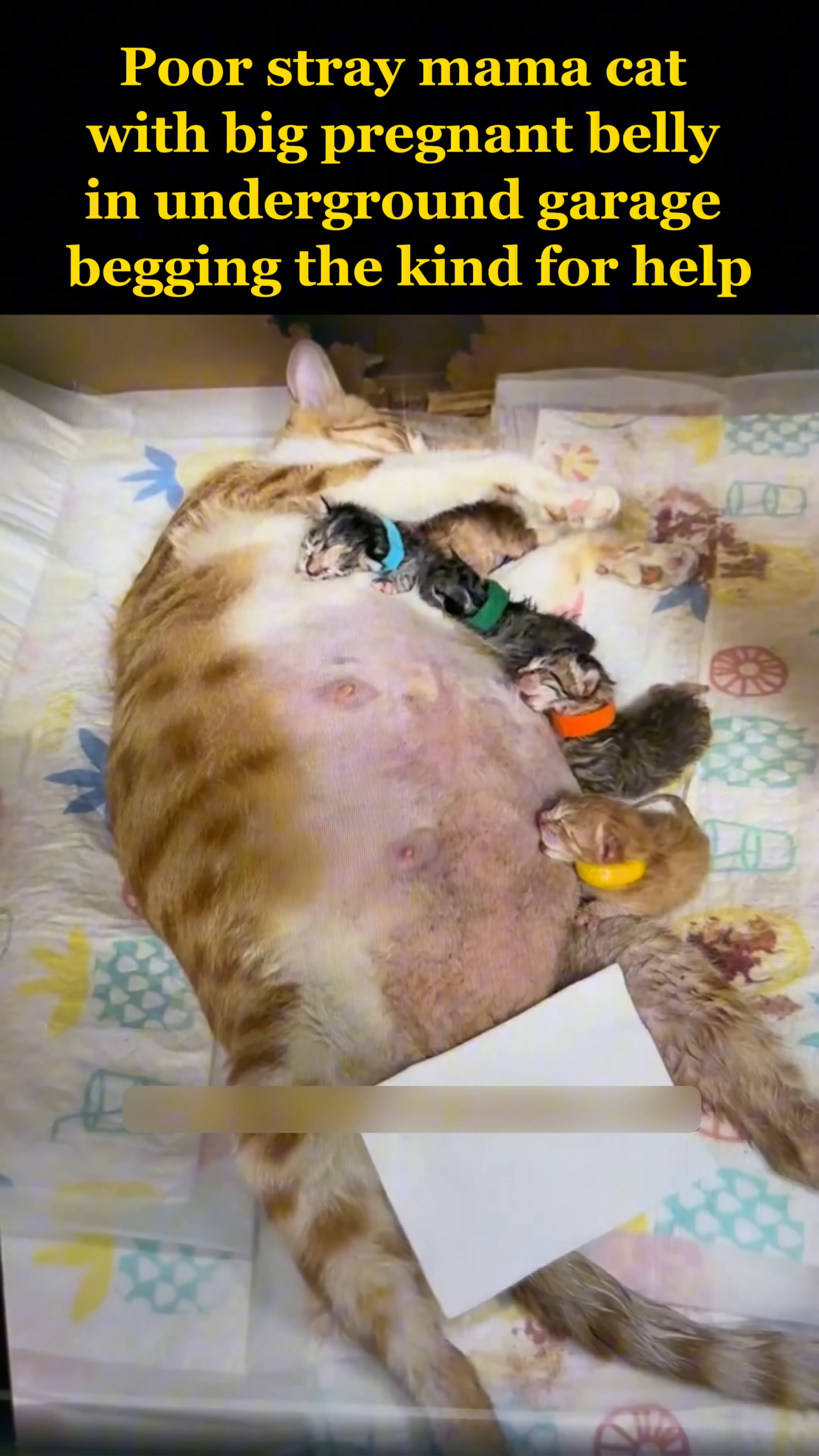 The mama cat lies contentedly, nursing her five healthy newborn kittens, each with a colored collar.