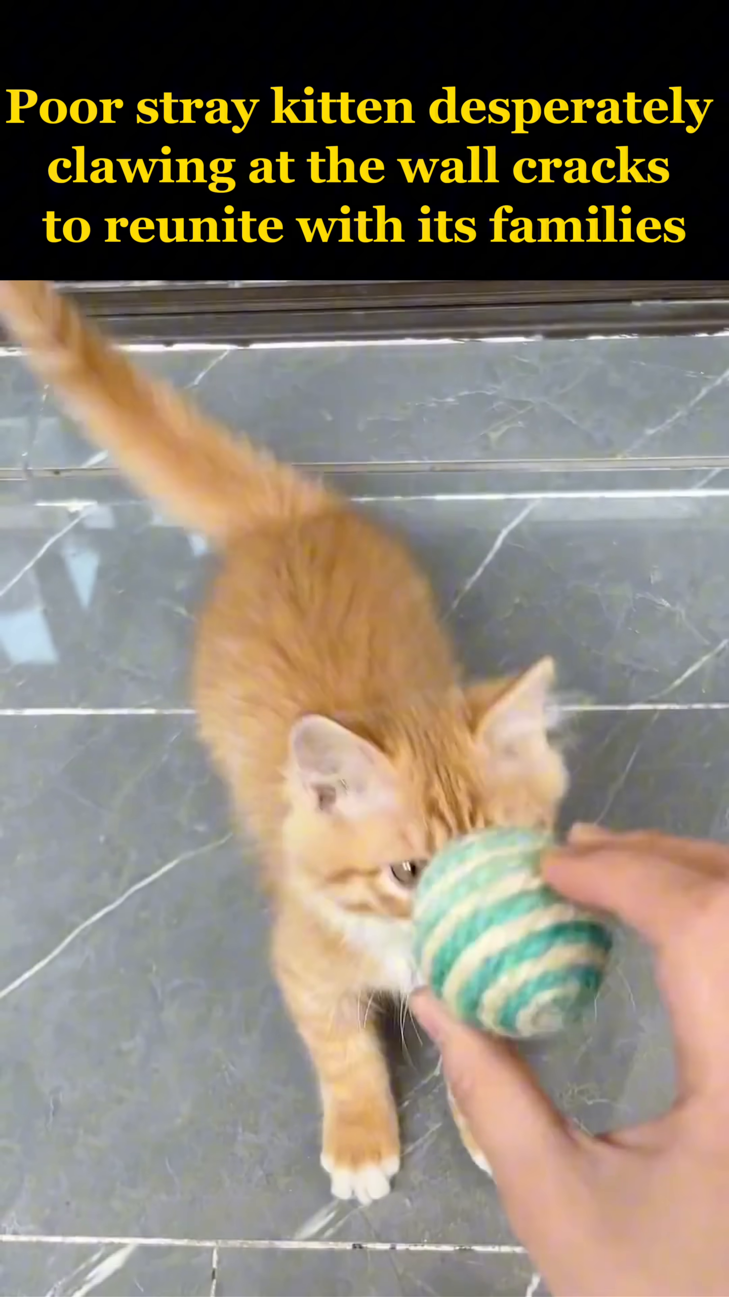 The happy kitten playfully bats at a green and white toy ball, its paws engaged and tail wagging.