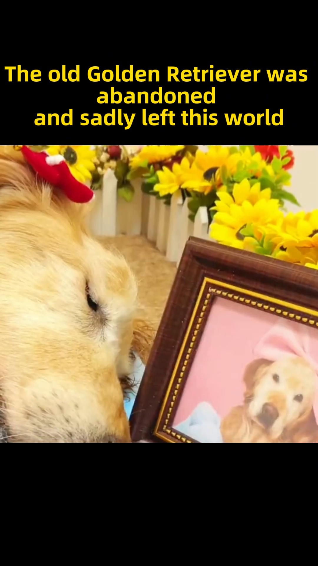 A tribute to the Golden Retriever, with its photo surrounded by yellow flowers.