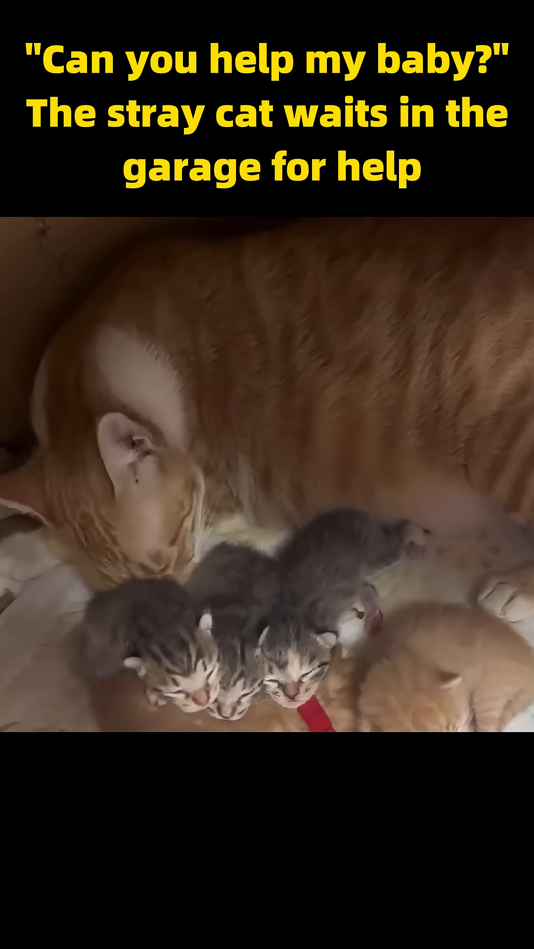 The mother cat lovingly nurses her five newborn kittens, each wearing a small colorful collar.