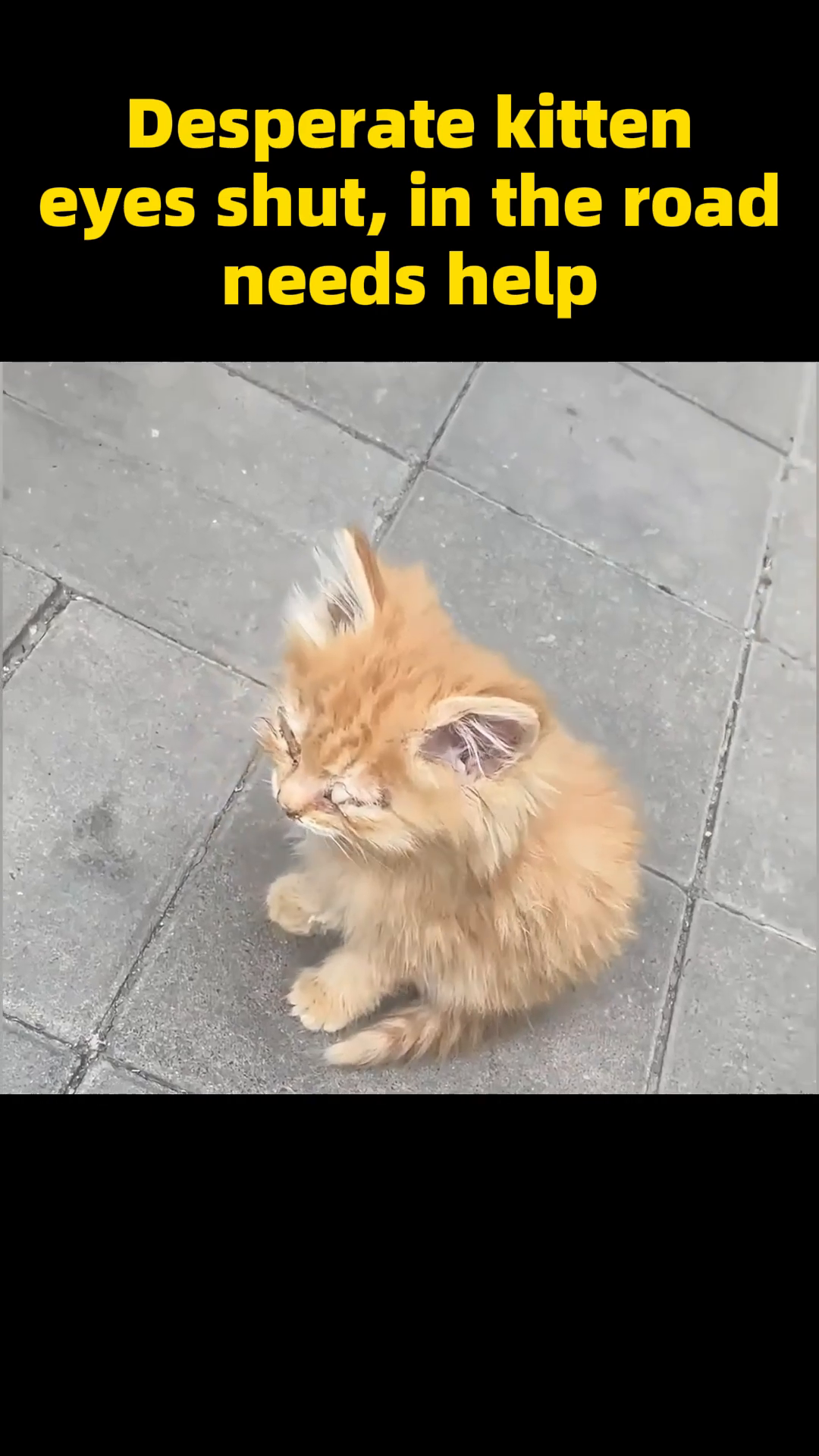 The once desperate kitten is now a lively, healthy furball, engaging with a cat play station.
