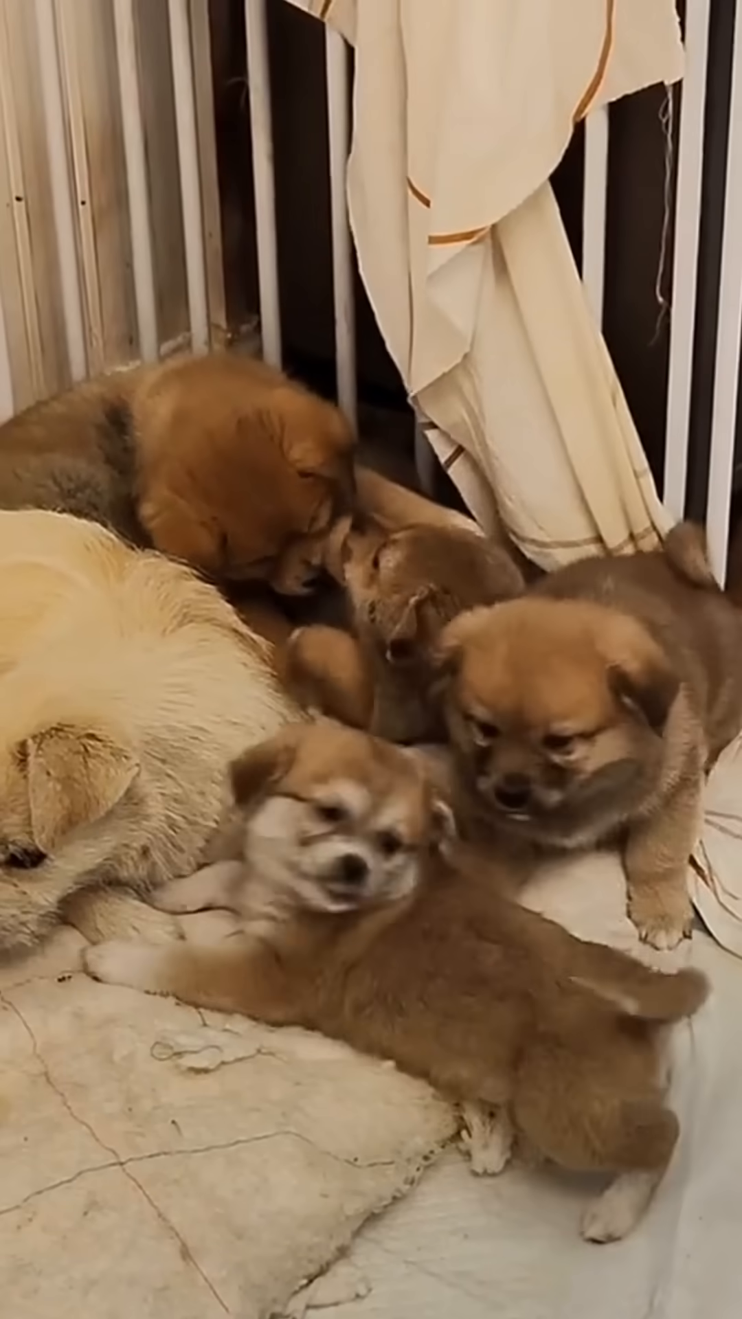 The mother dog lies down with her puppies, who are happily nursing and cuddling in a soft bed.