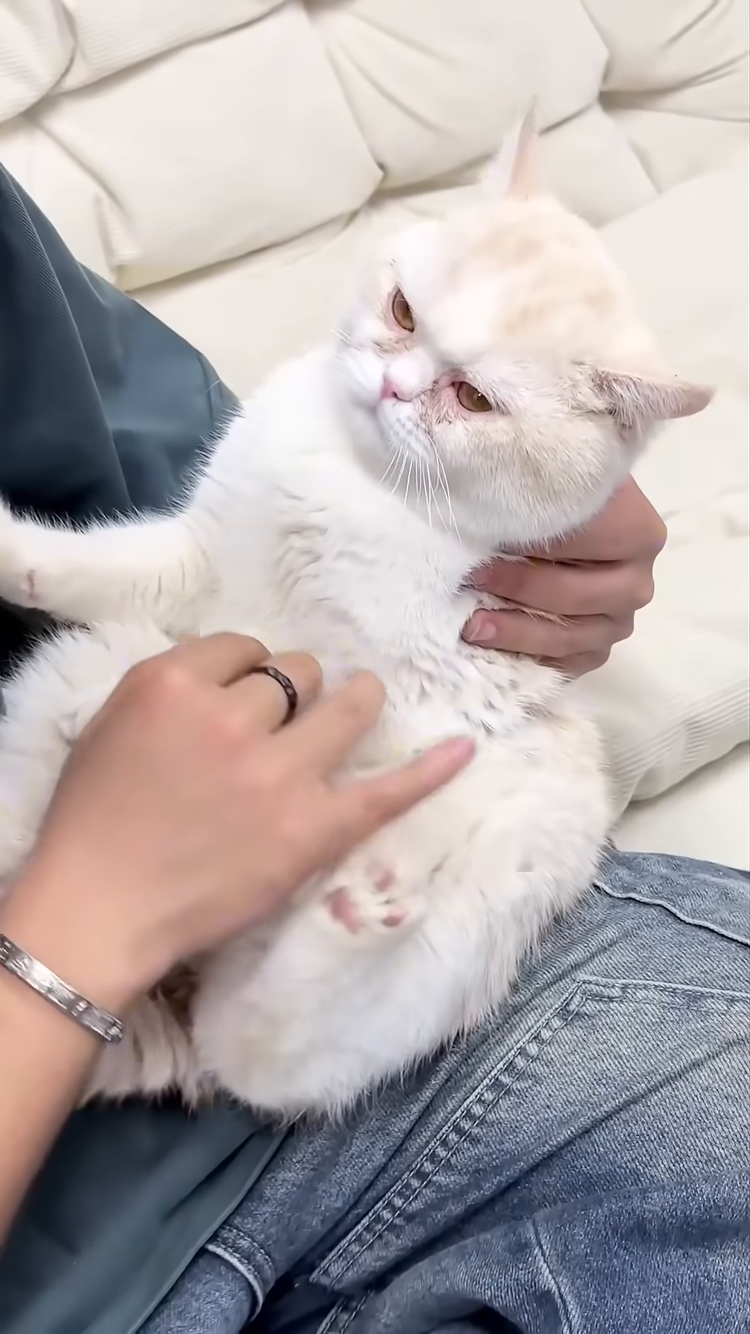 The cat, now safe and happy, is being gently petted, purring contentedly in her new home.