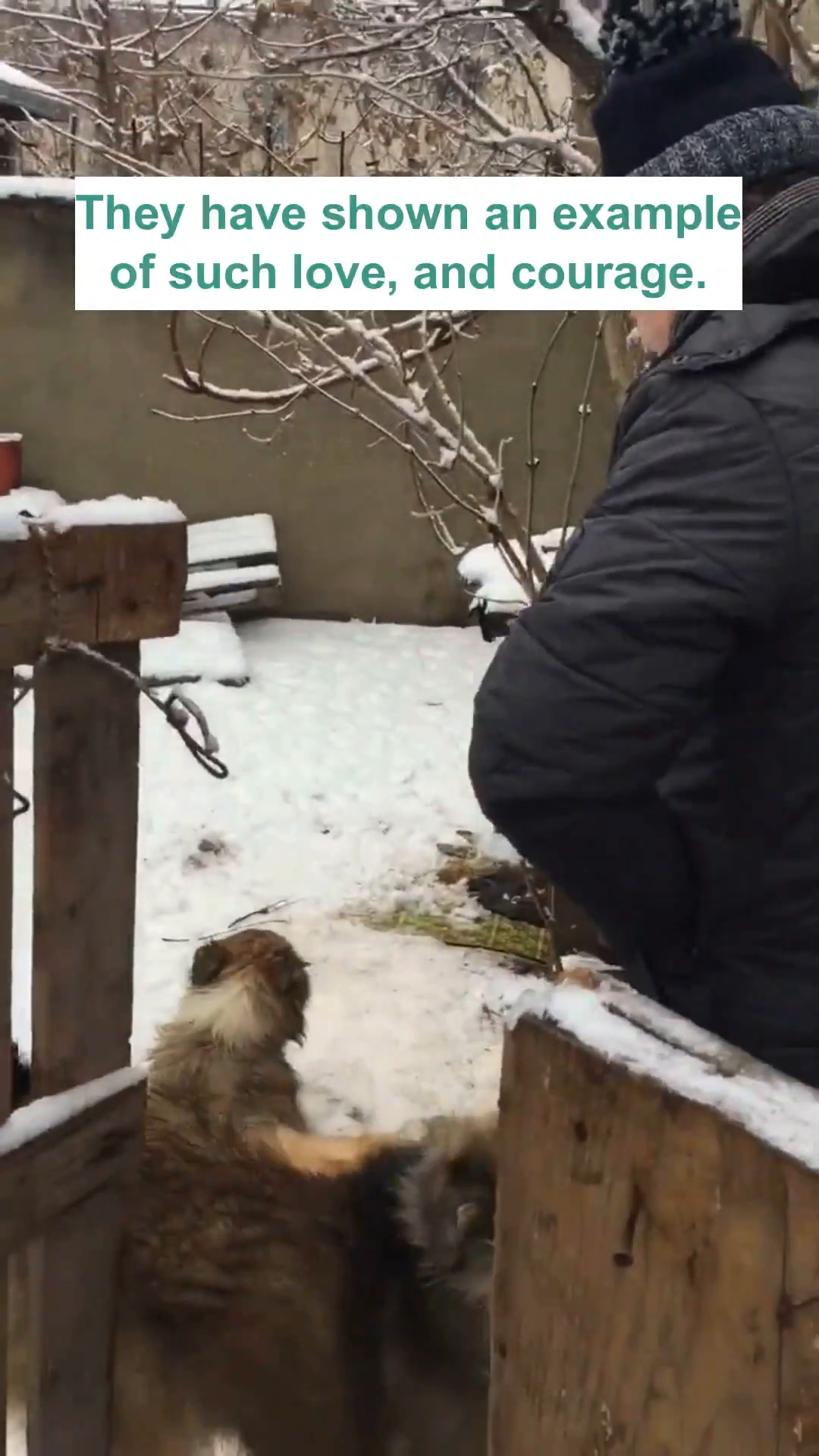 A man gently petting two dogs in a snowy outdoor setting.