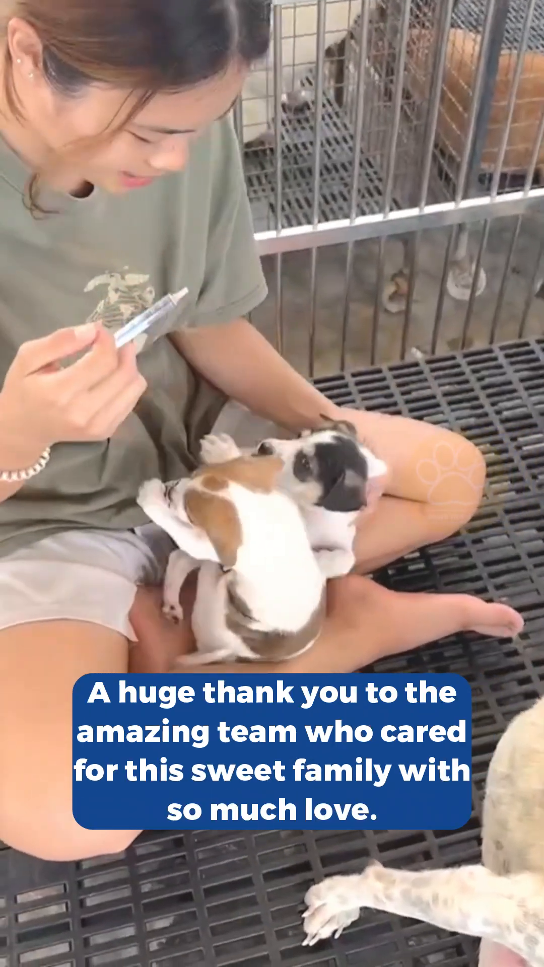 A person gently feeding a puppy from a syringe, surrounded by other puppies and the mother dog.