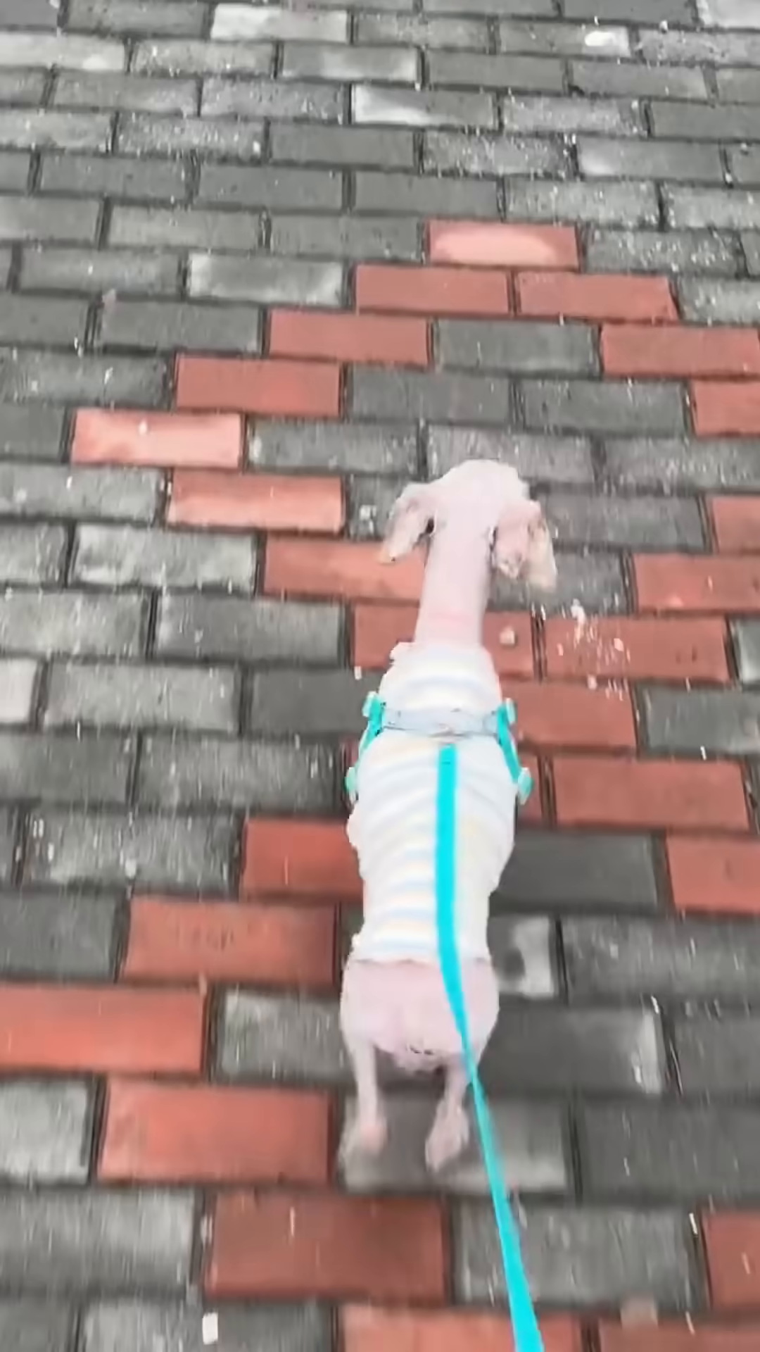 The dog, wearing a striped shirt, walks confidently on a brick path.