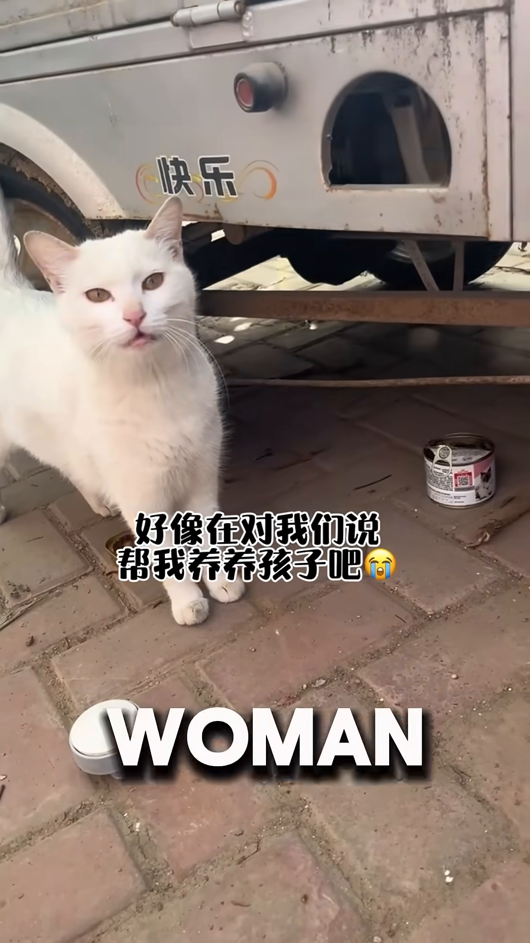 The mother cat looks directly at the camera, her expression gentle and hopeful.