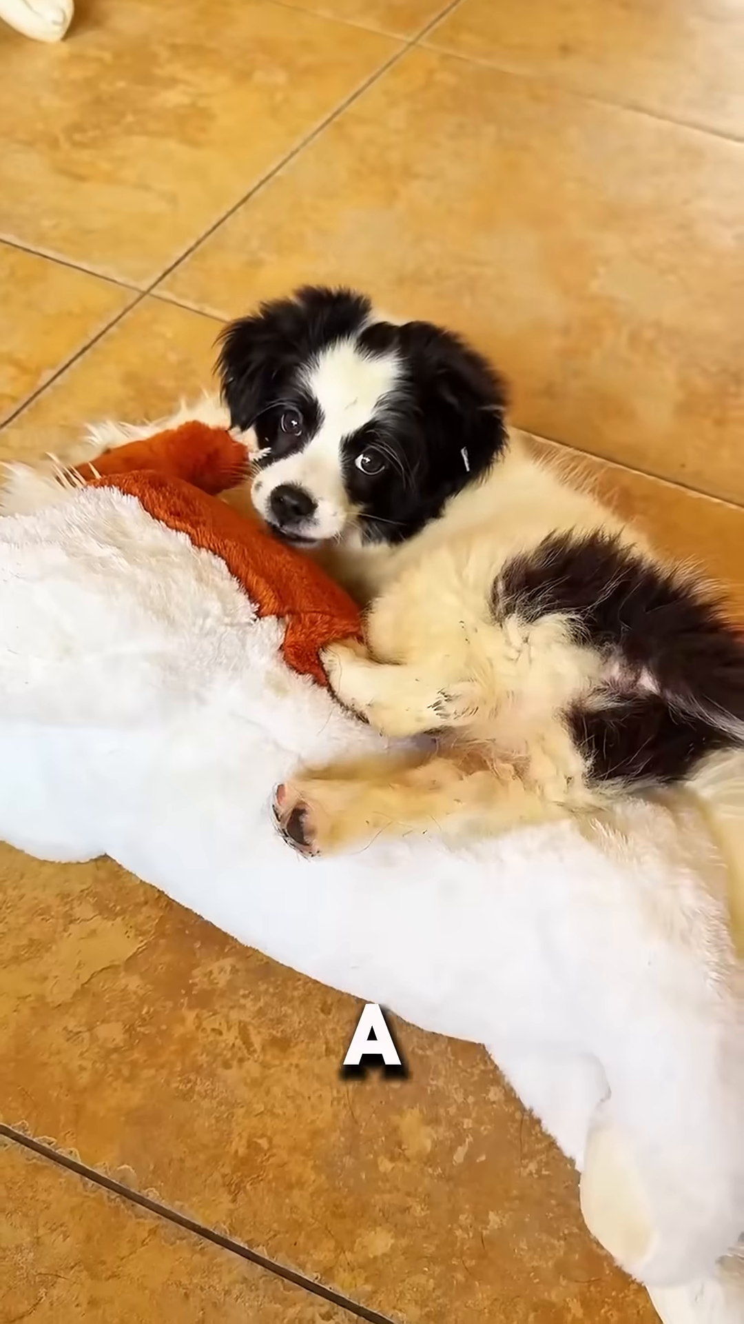 The puppy rests comfortably, having found his forever home.