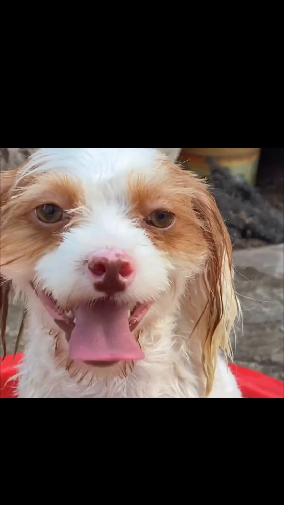 A close-up of the dog's clean, wet face with its tongue out, looking happy.