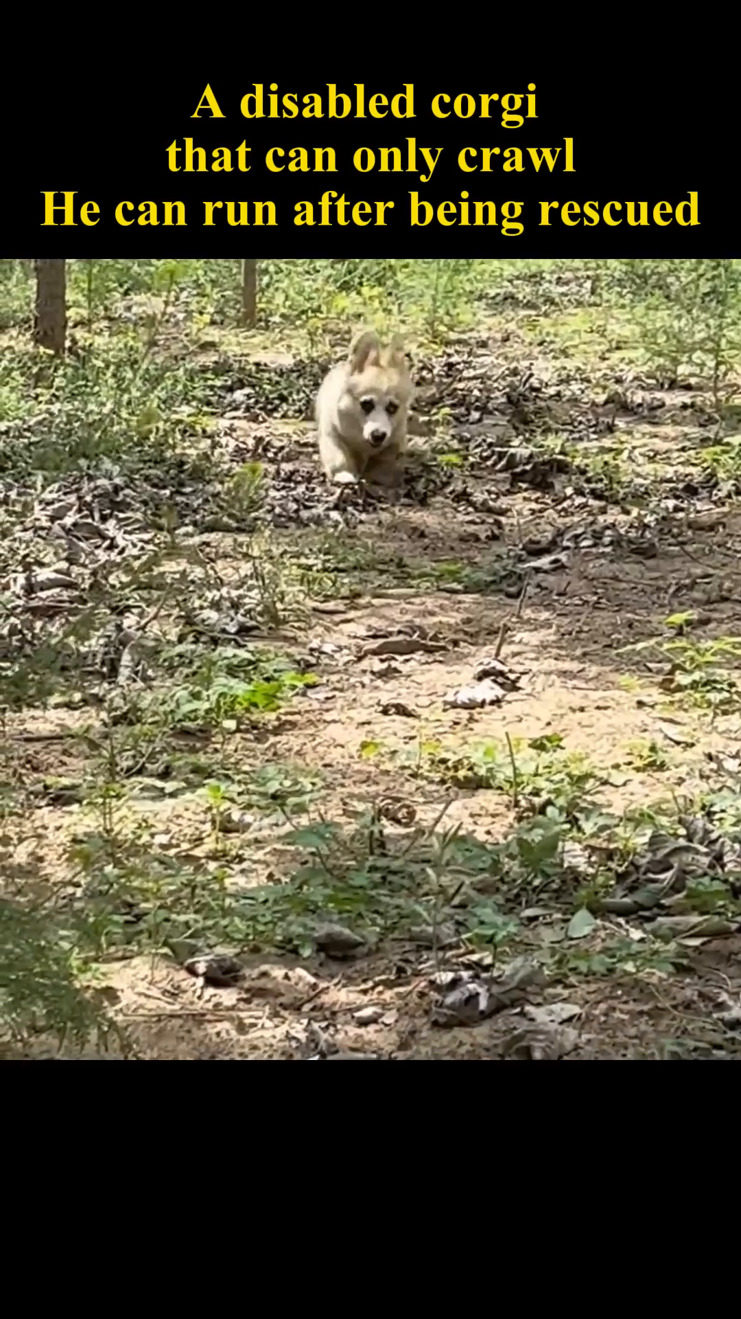 The corgi runs with pure joy and freedom through the green landscape.