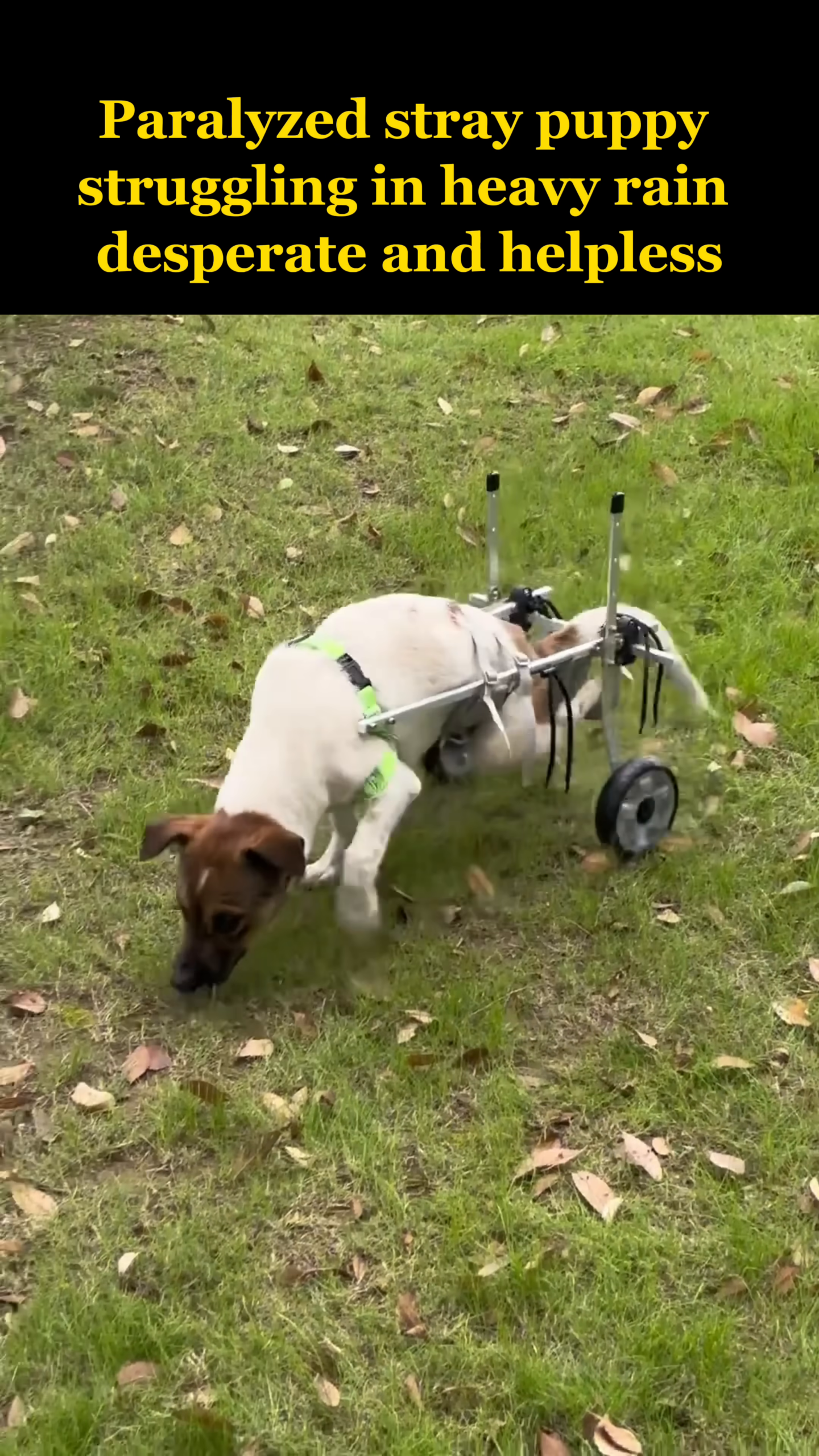 The puppy is happily walking on a path with its wheelchair, looking lively and engaged with its surroundings.
