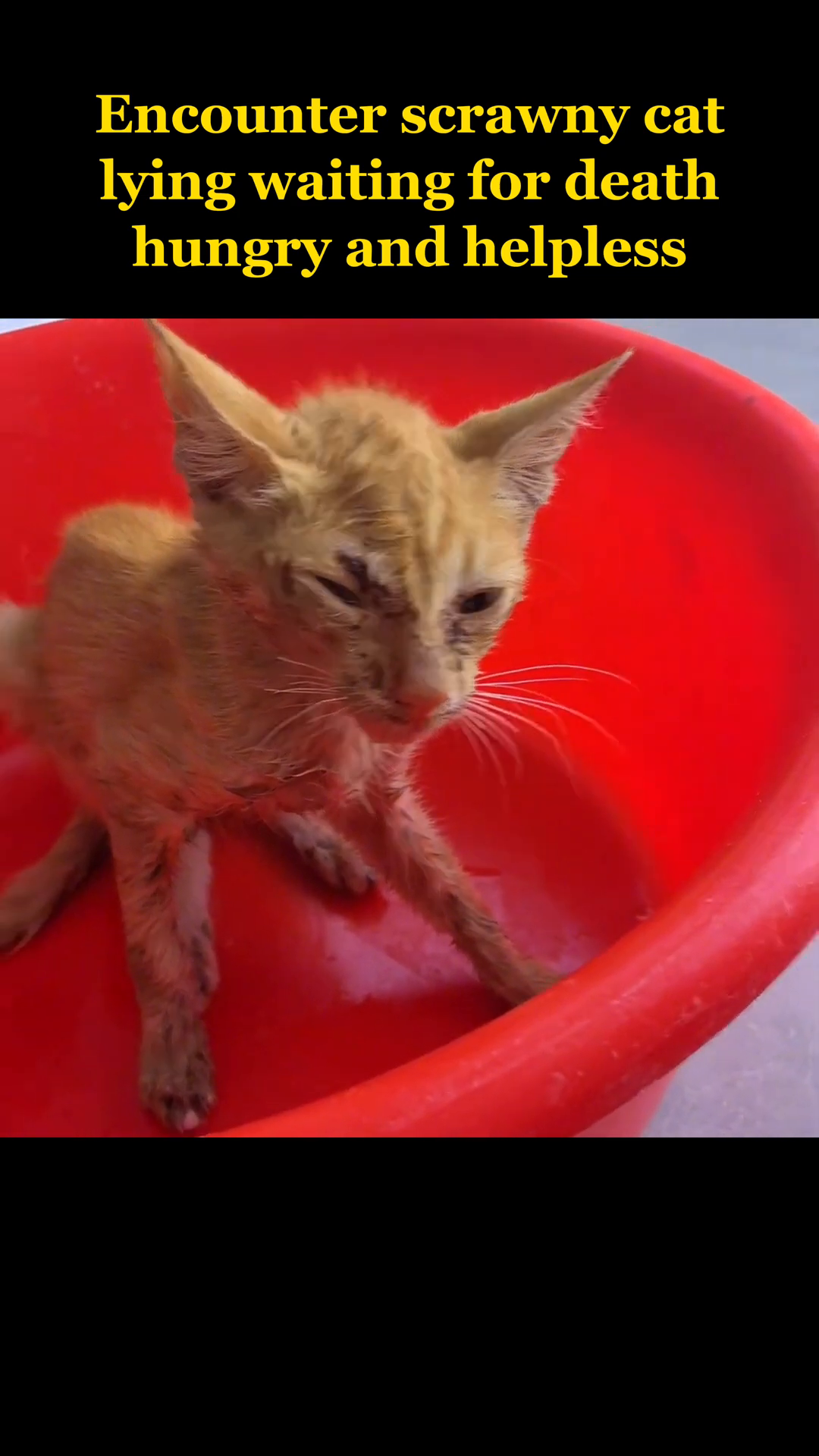 The cat is lying in a red basin, looking tired but safe.