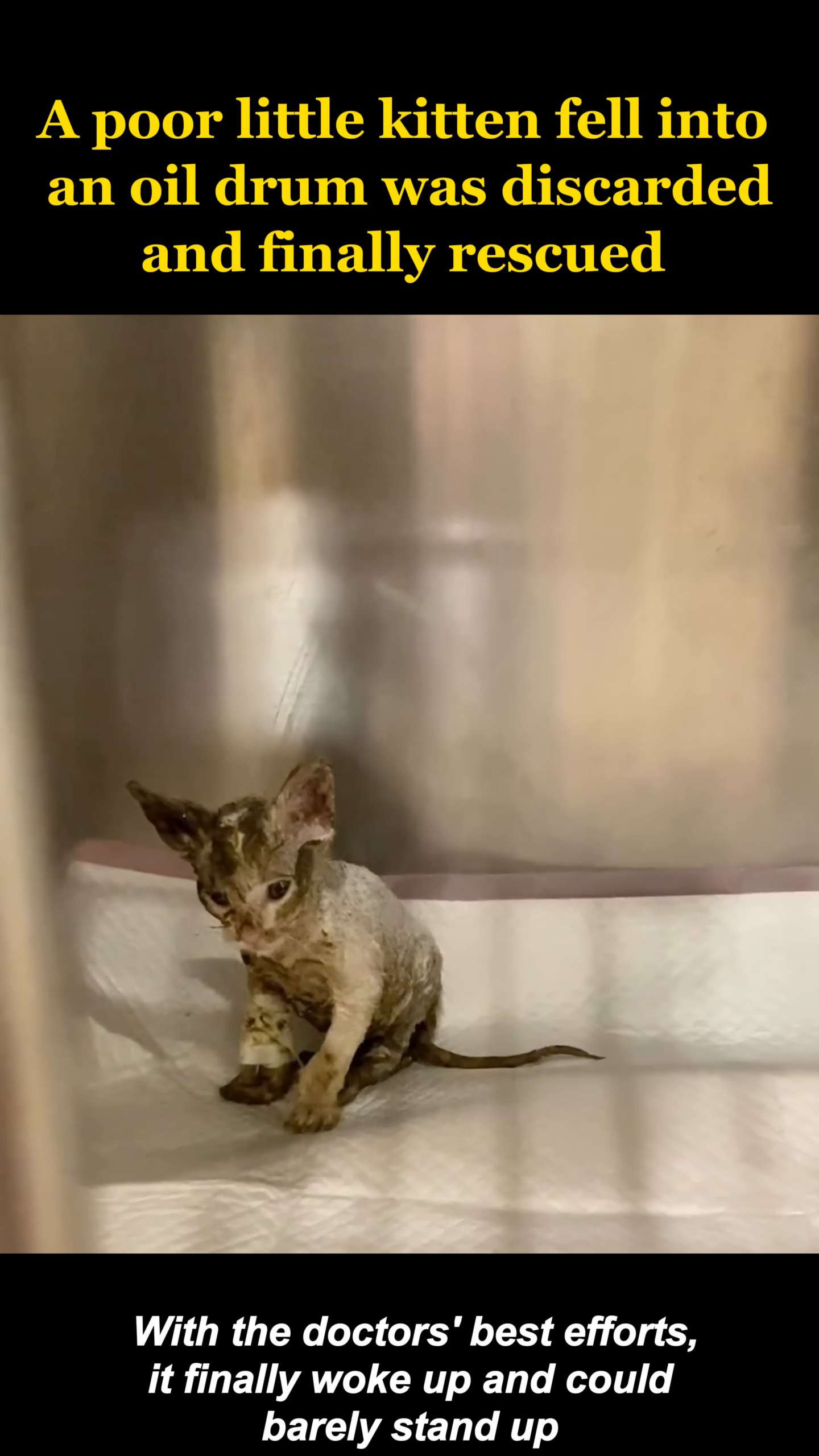 The kitten, looking frail but awake, is sitting up with some support.