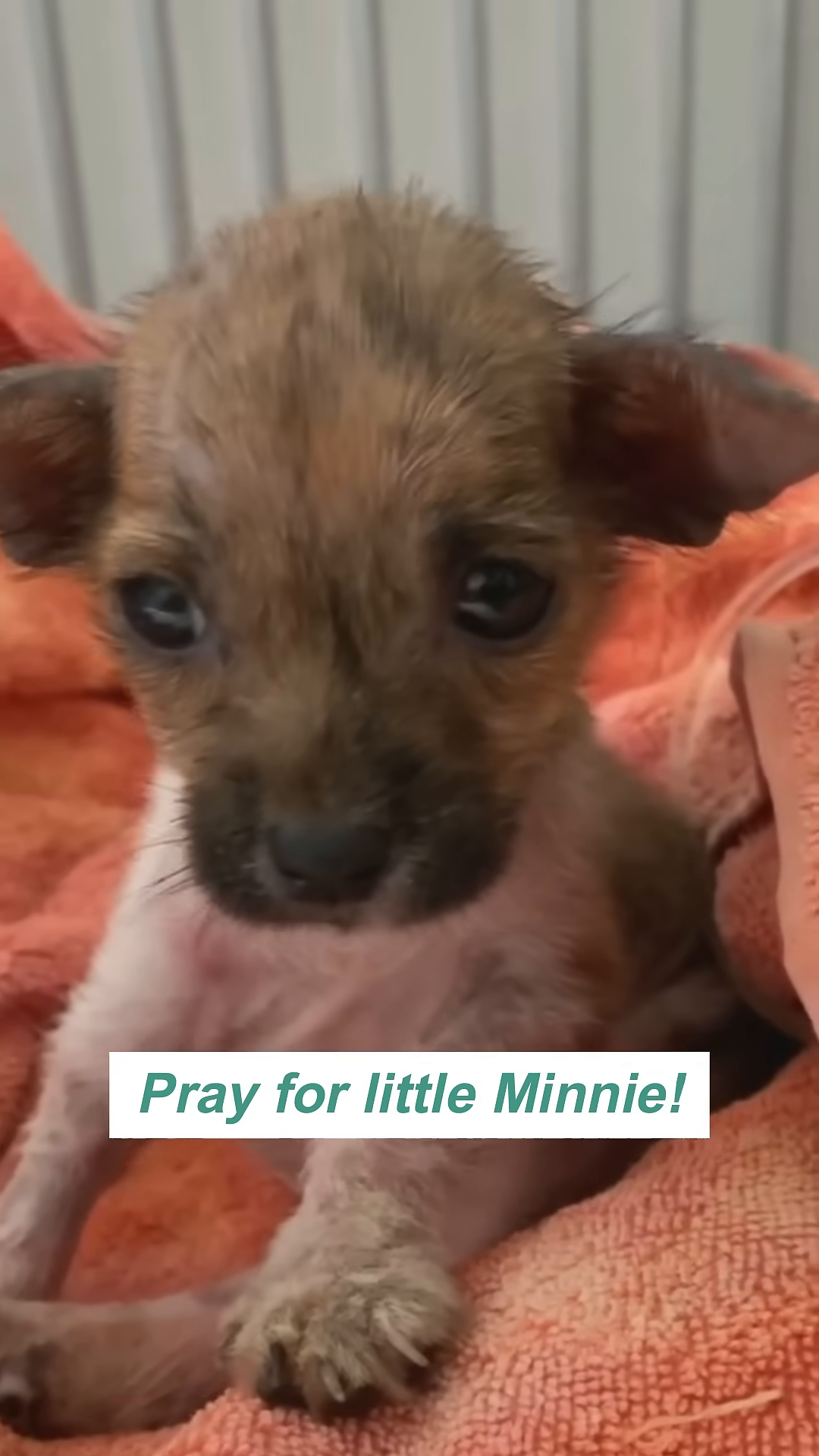 Close-up of the puppy's face, looking directly at the camera with hopeful eyes, with a hand gently touching her.