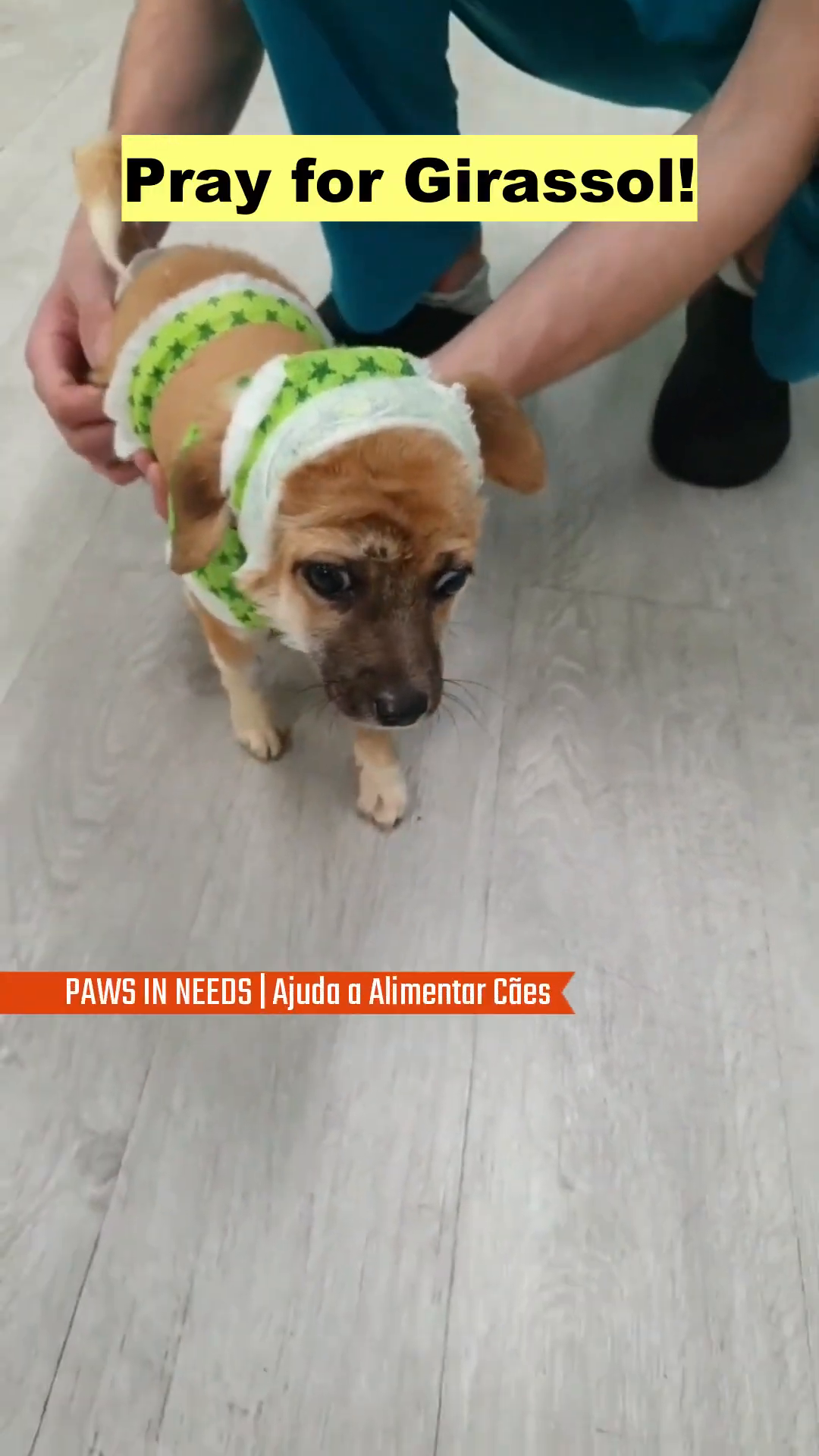 A puppy with bandages on its head and body, looking directly at the camera with pleading eyes.