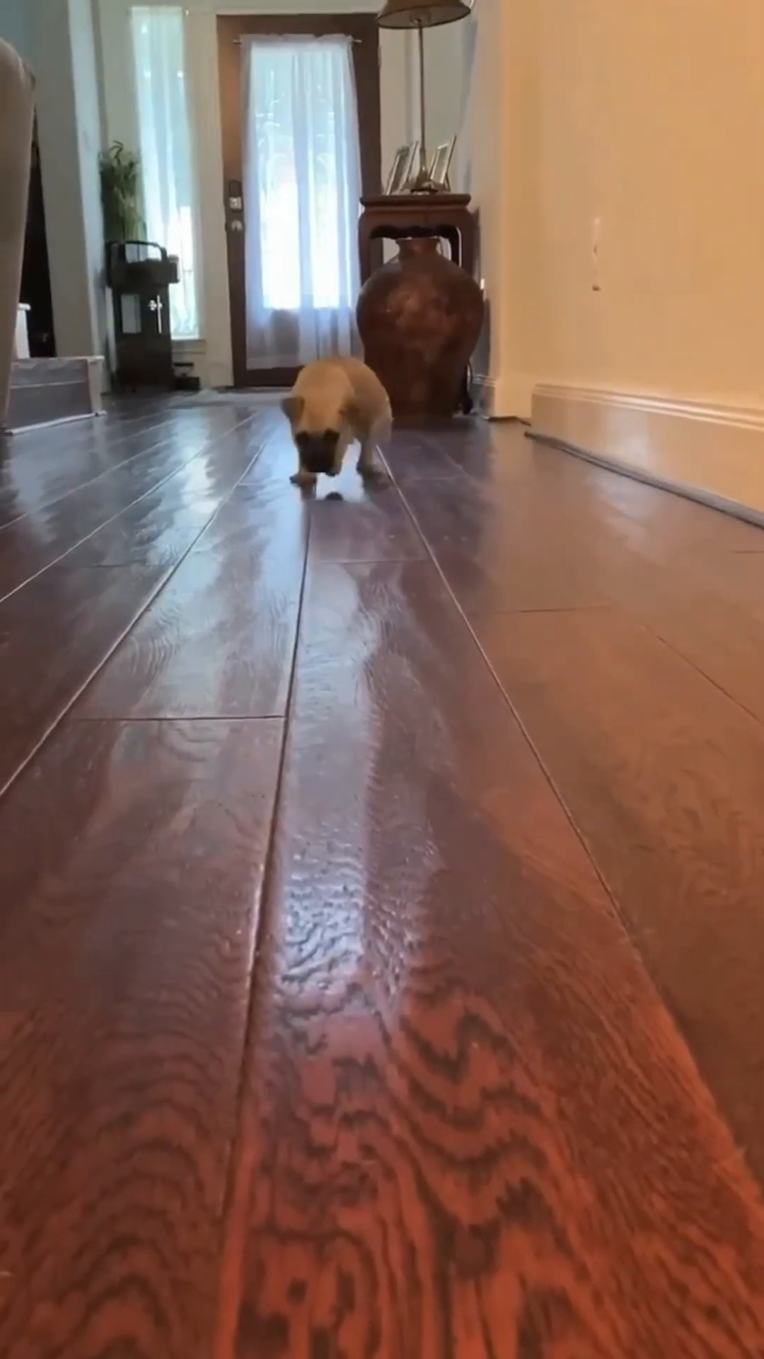 Little Iggy taking her first steps, looking determined and happy.