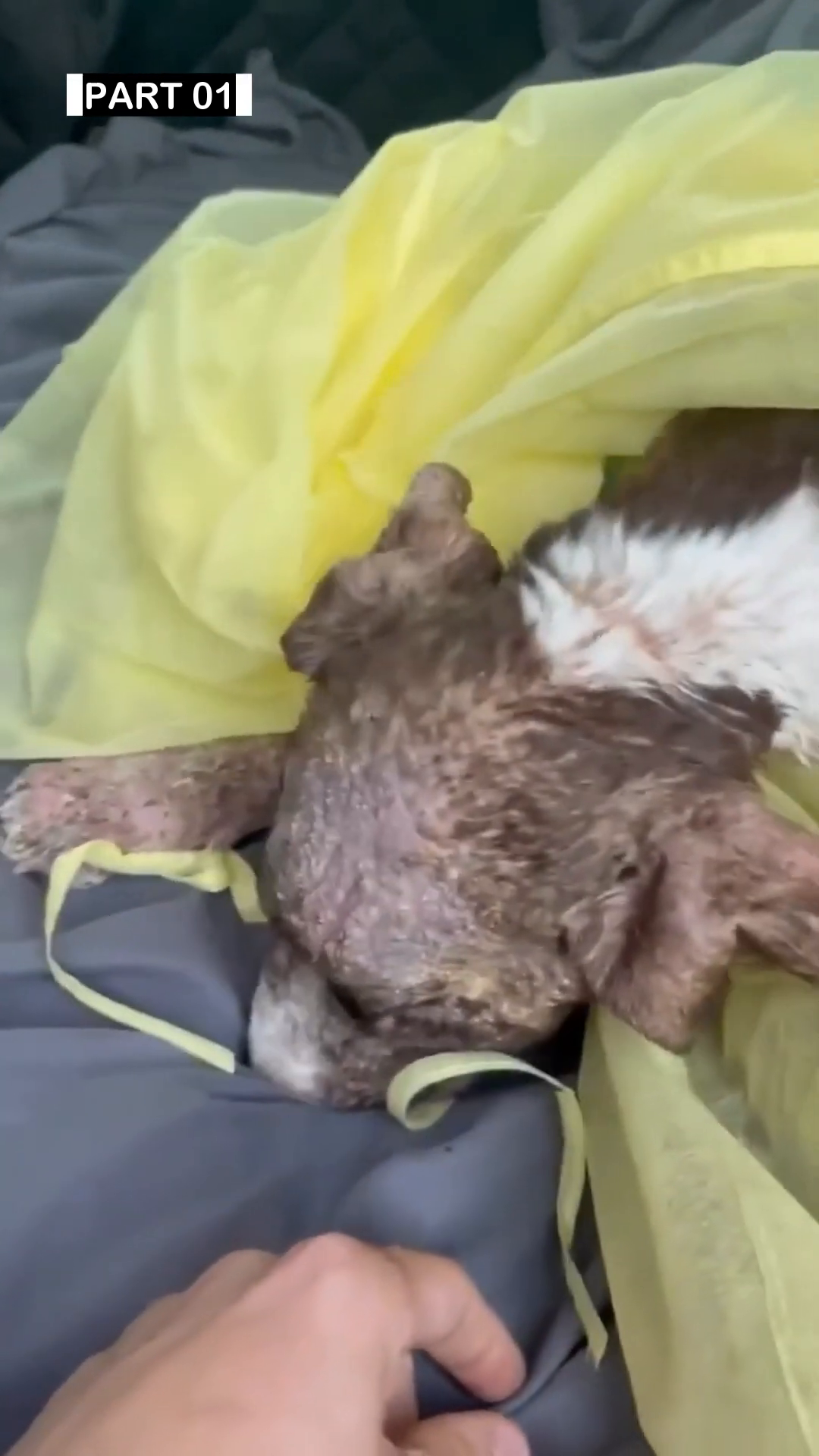 A puppy wrapped in a yellow sheet, looking frail but being gently held.