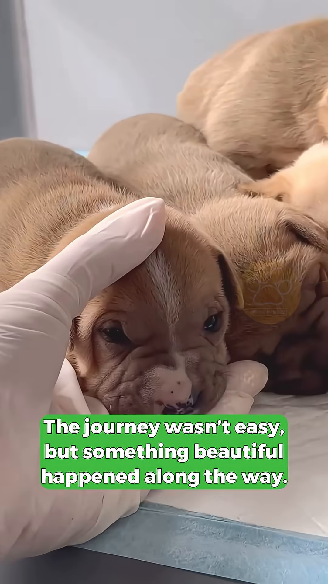 A pile of healthy, sleeping puppies nestled together.