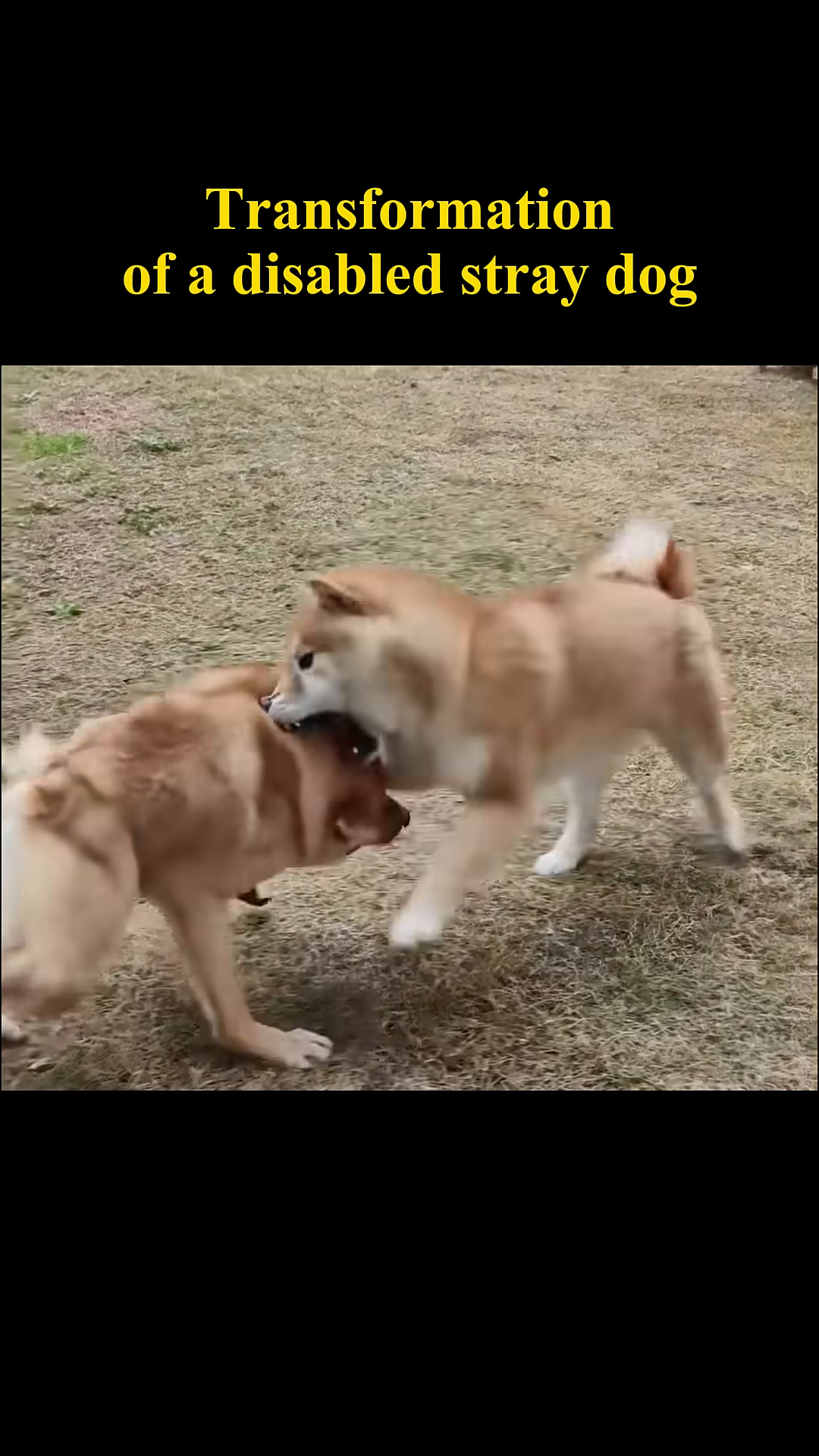 The dog joyfully plays with another dog in a grassy area.