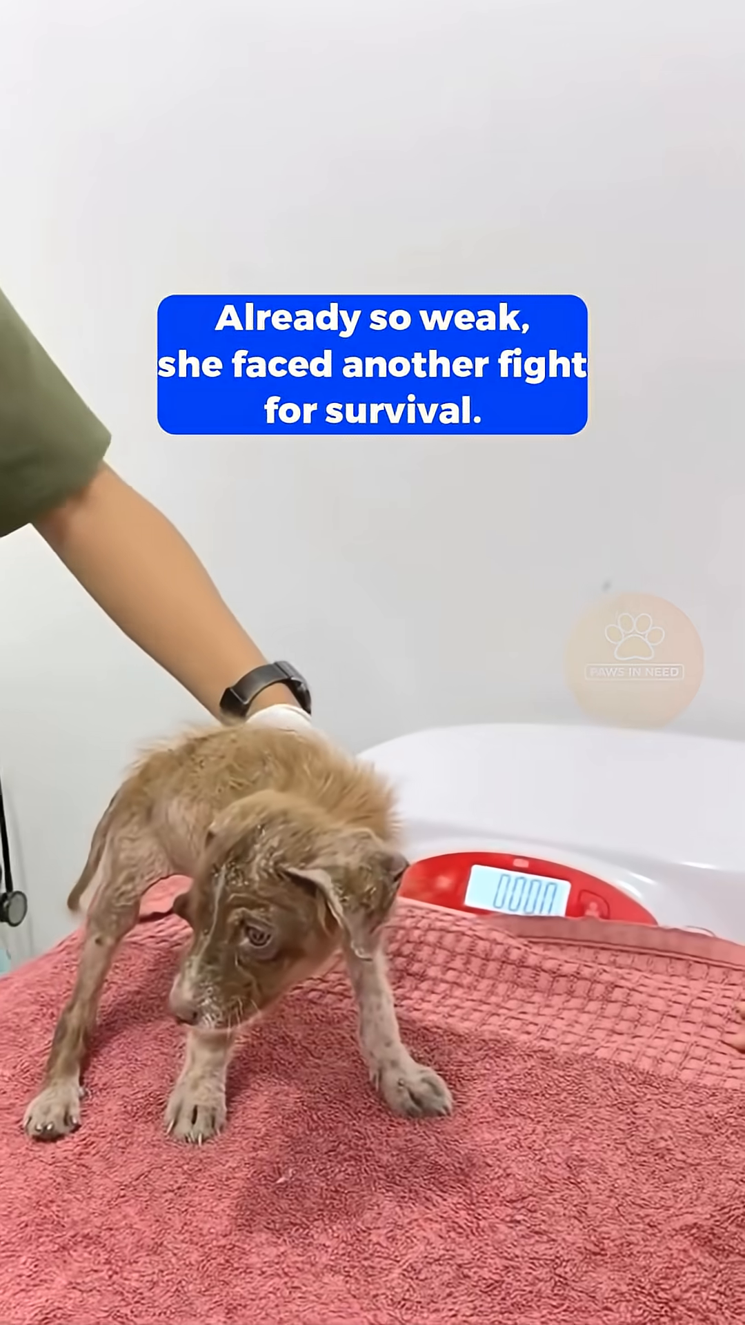 Honey being held gently, now looking more alert and safe.