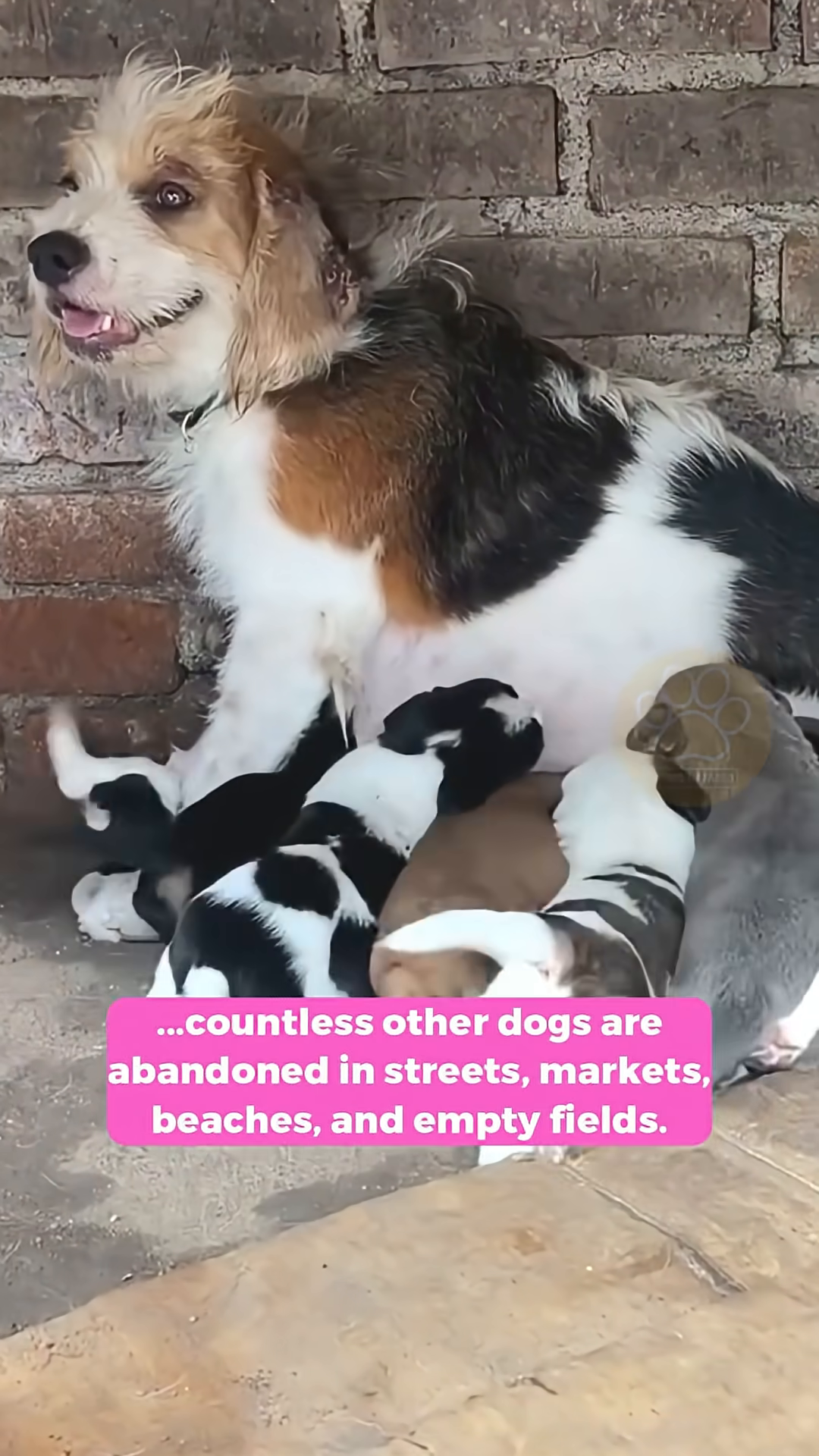 Several puppies are gathered around a food bowl, eagerly eating.