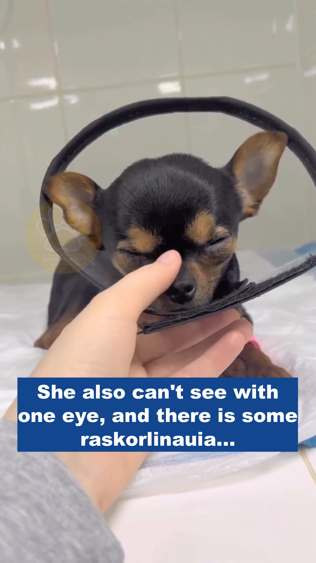 A person's hand gently touches the face of a small black and tan chihuahua wearing an Elizabethan collar, the dog's eyes are closed.