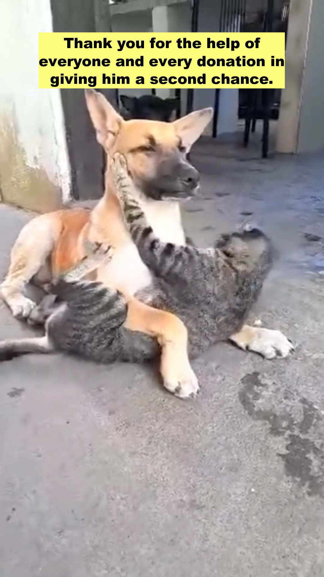 A dog and a cat are playfully interacting, showing a heartwarming scene of animal companionship.