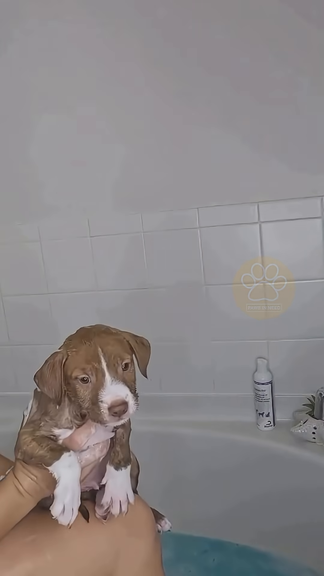 A close-up of a puppy's face, looking alert and healthy after its bath.