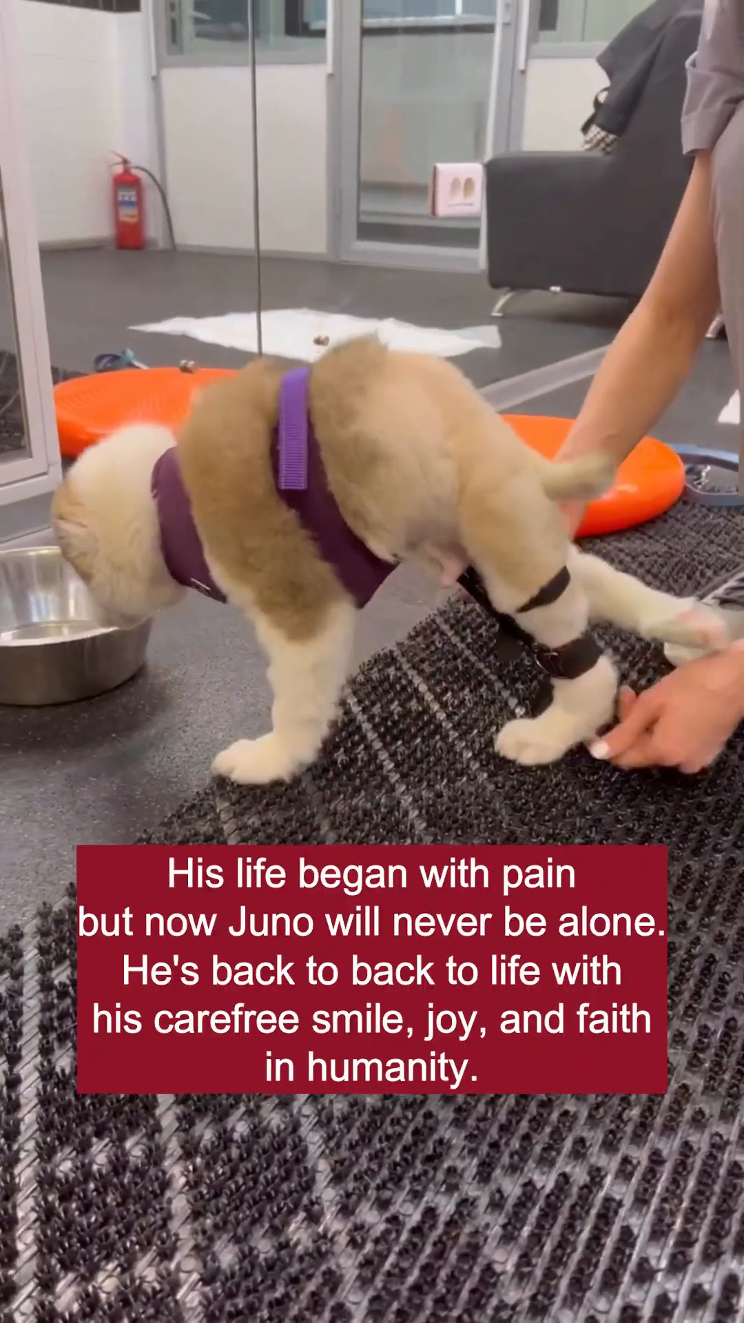 A puppy, looking much healthier and happier, drinks from a bowl.