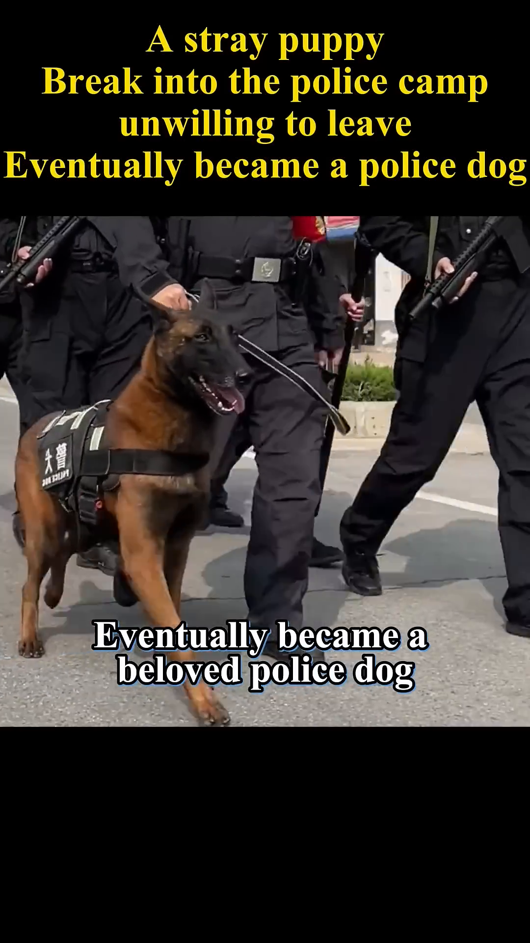 The now fully trained police dog walks proudly alongside officers, wearing a police vest.