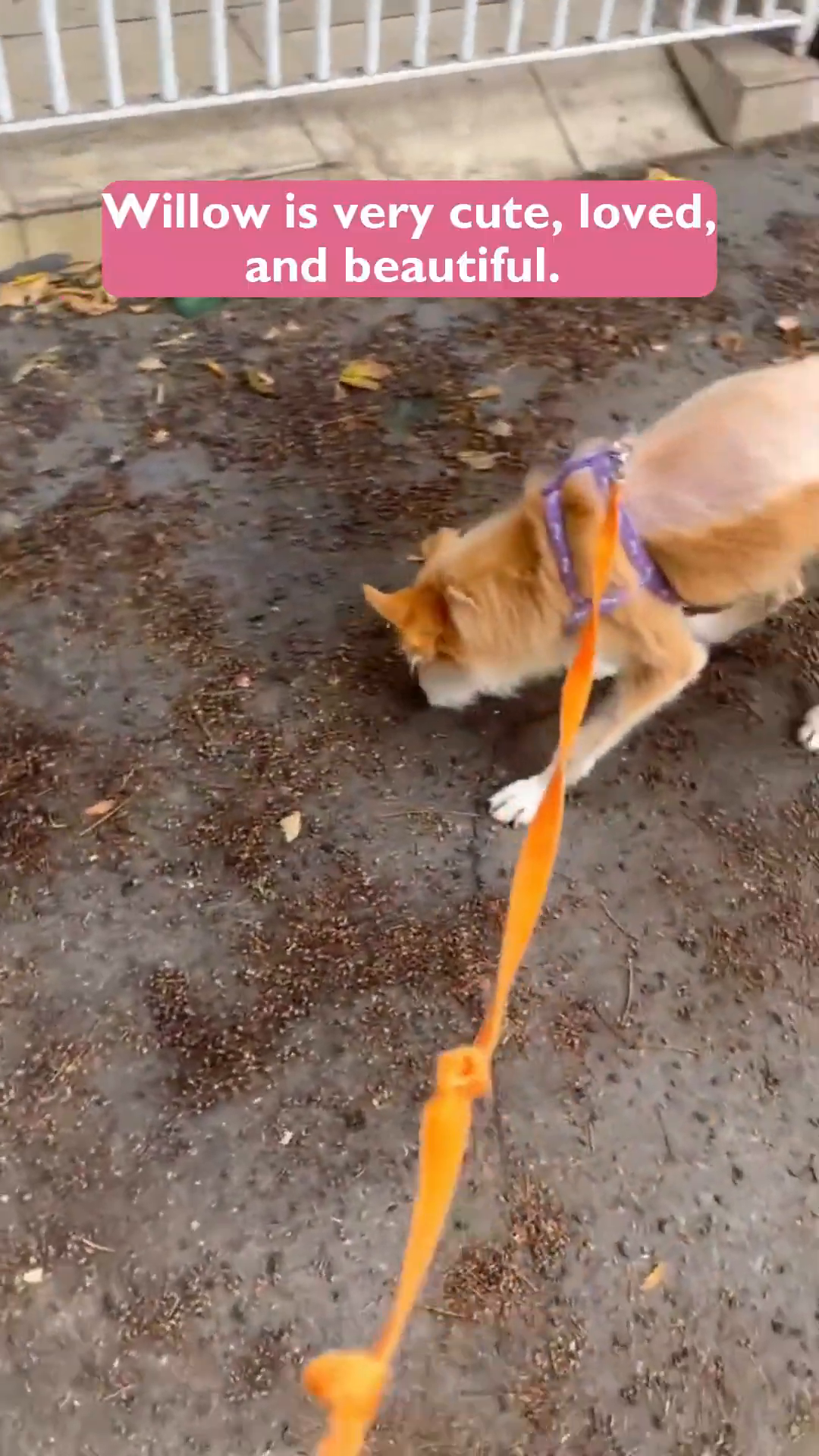 Willow is happily walking on a leash, exploring the ground, a picture of contentment.