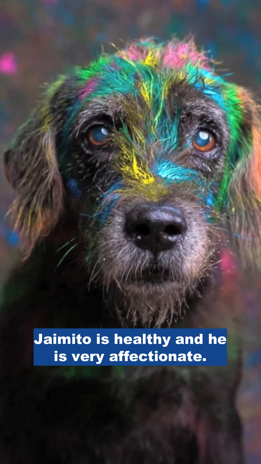 A healthy Jaimito, with colorful paint on his fur, looks directly at the camera with bright eyes.