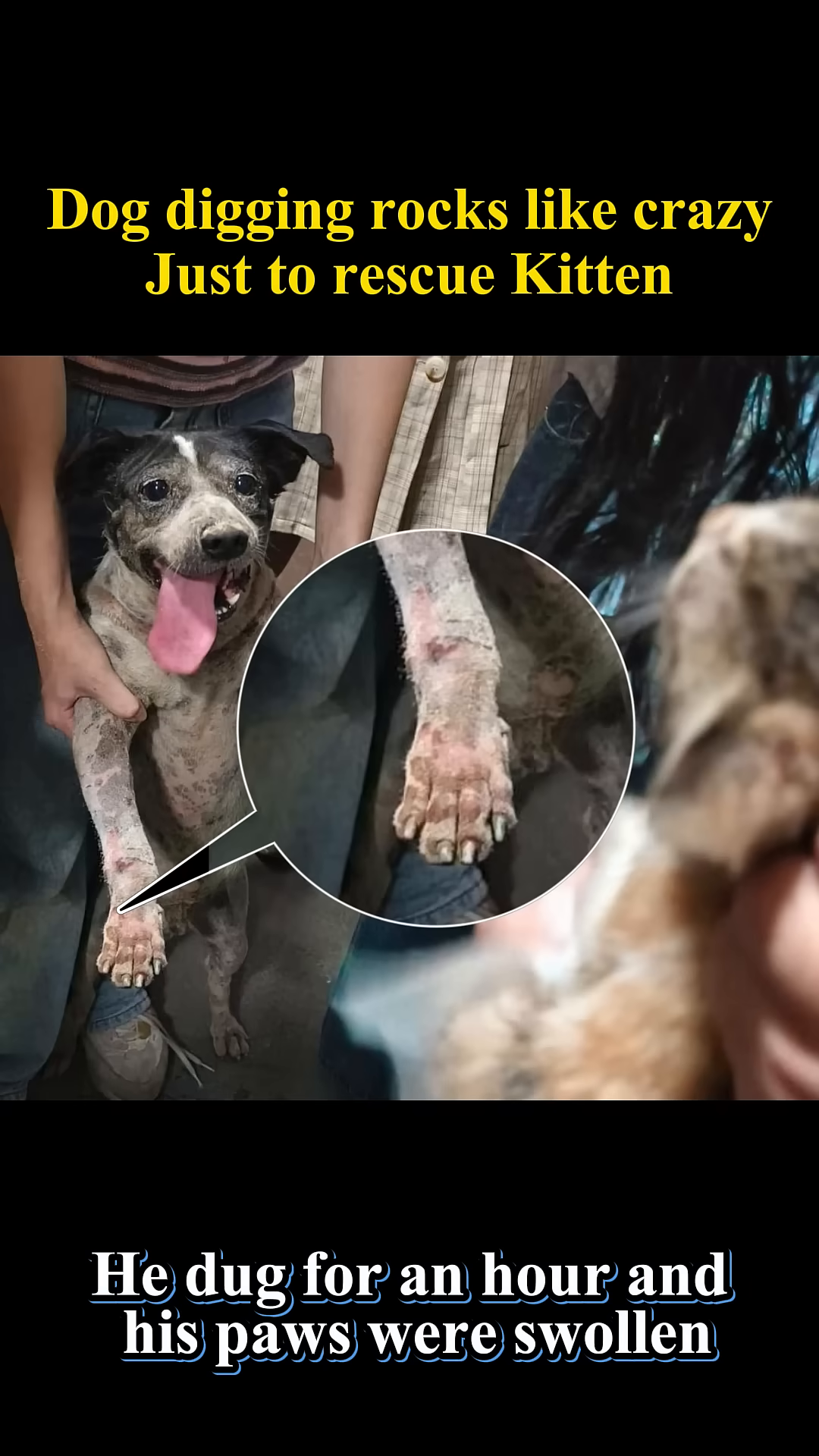 People gathered around the dog and kitten, showing emotion.