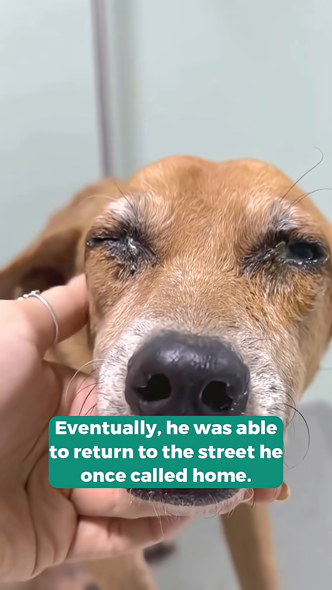 A close-up of the dog's happy face, looking directly at the camera with a gentle expression.