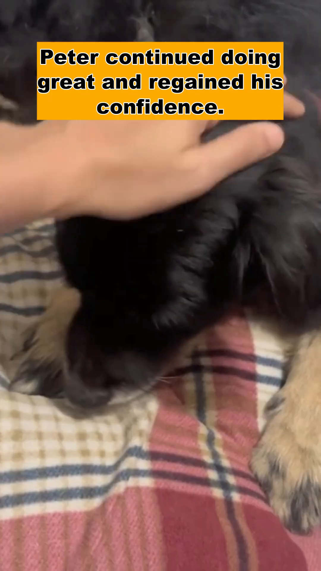 A black dog is being petted, looking more relaxed and comfortable.