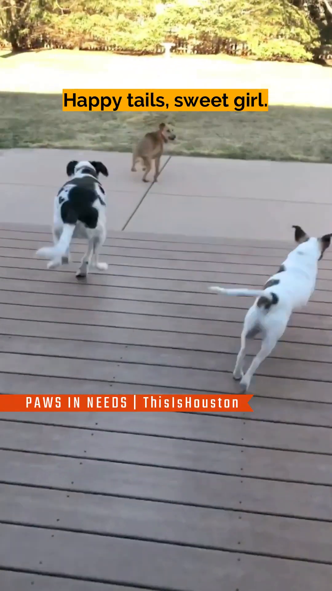 Akia happily runs across a grassy backyard with other dogs.
