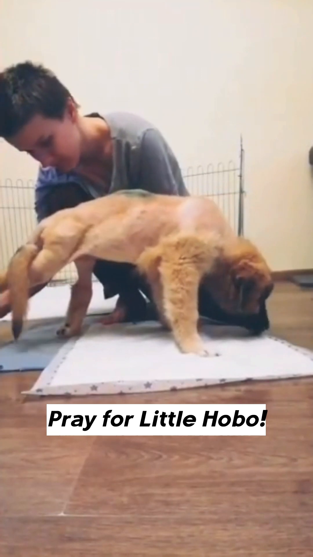 A person gently supporting a puppy, with text overlay 'Pray for Little Hobo!'.