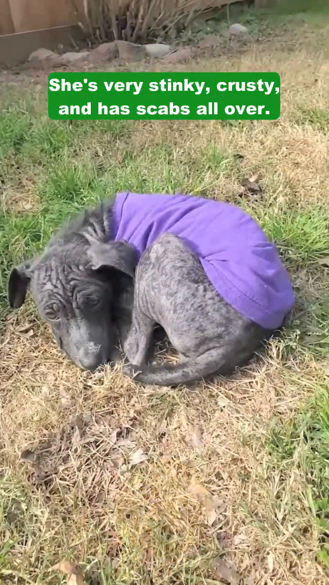 Eden, wearing a purple shirt, lies curled up on the grass, looking vulnerable.