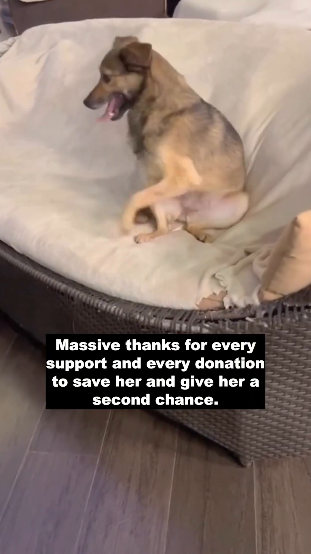 Boosie resting comfortably on a soft bed, looking content and loved.