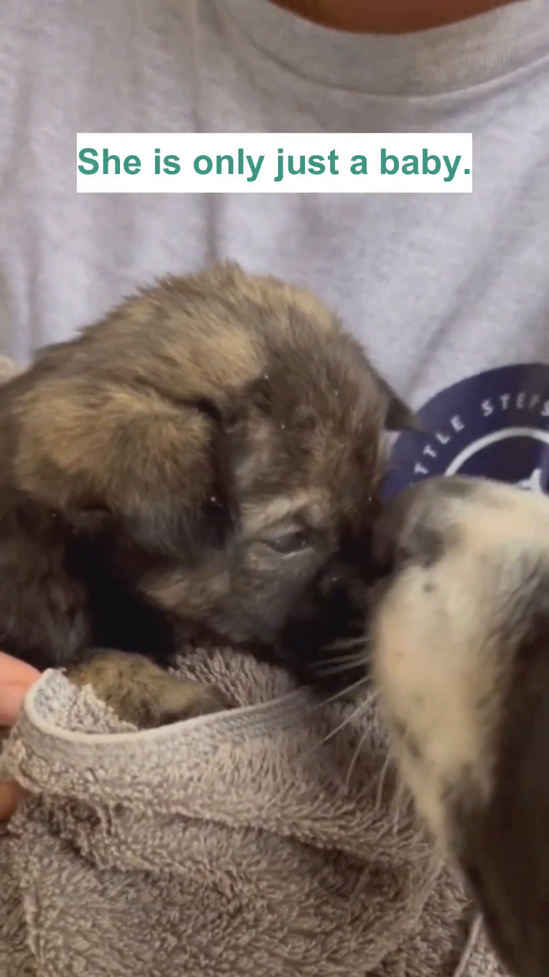 A small puppy with wide, expressive eyes is held gently in someone's hands.