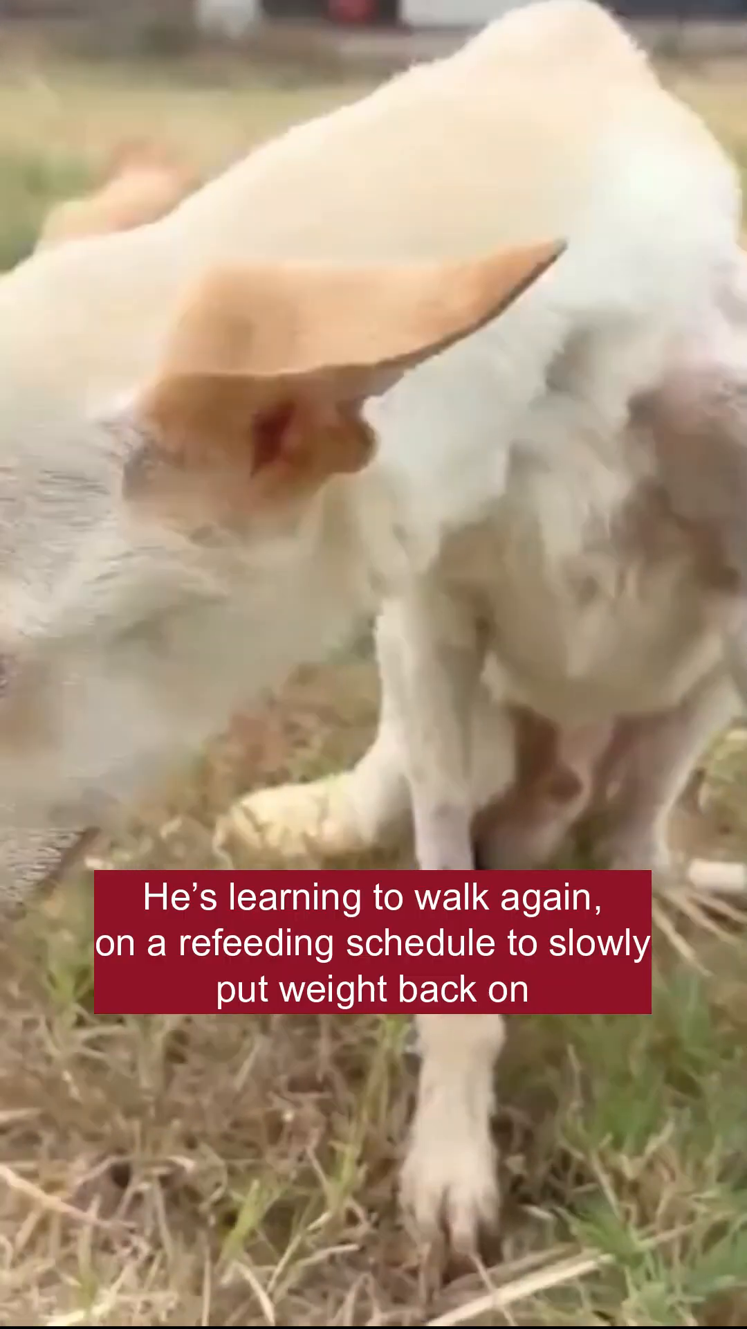 Louie is shown walking with some difficulty, but with determination, in a grassy outdoor area.
