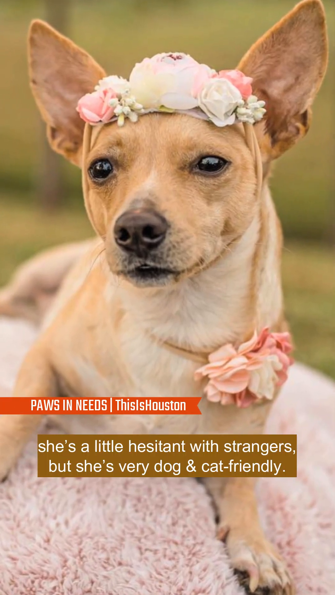 A small tan dog with large ears and bright eyes sits attentively, wearing a teal collar.