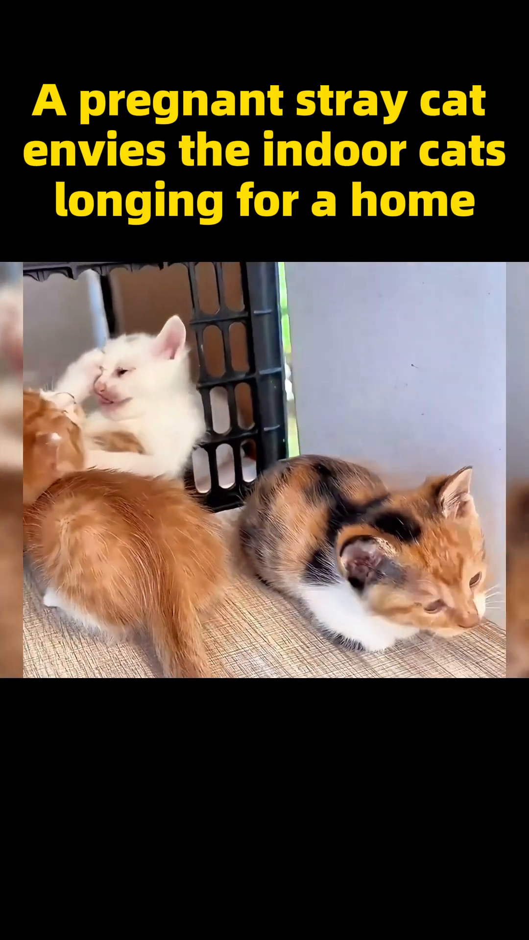 Several playful kittens are gathered together, some interacting with each other, in a safe indoor environment.
