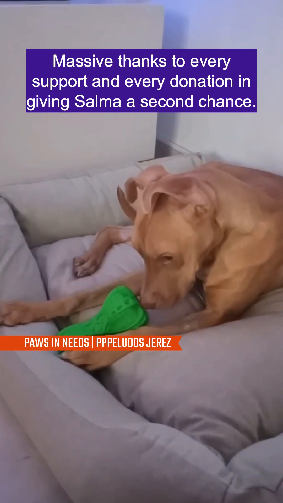A brown dog rests on a soft bed, looking content and healthy.
