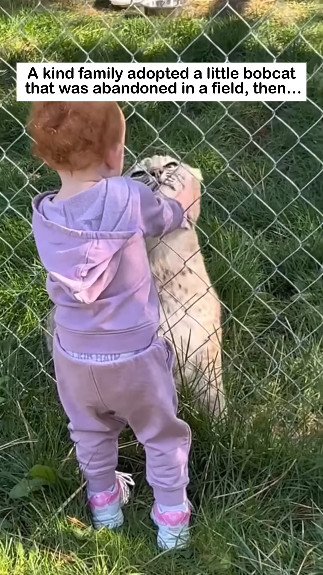 A child is hugging a bobcat through a fence, showing a loving interaction between them.