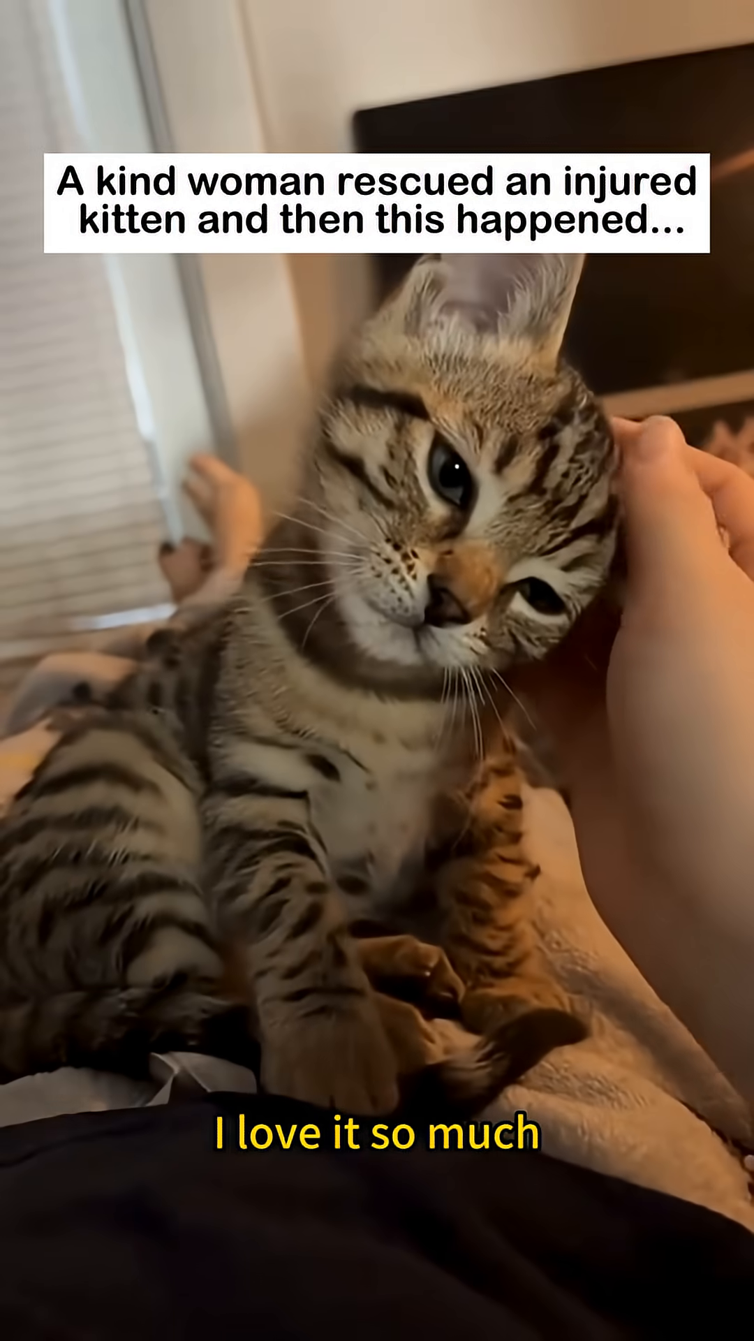 A kitten snuggles into a person's arm, looking content.