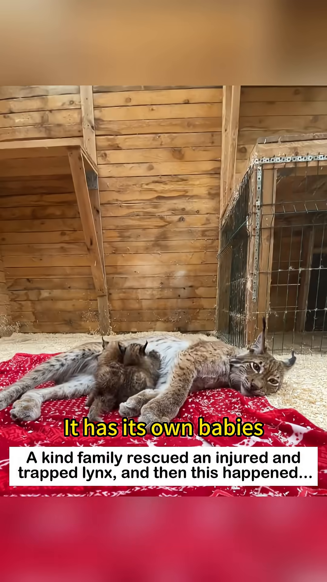 The mother lynx is lying down, surrounded by her tiny kittens.